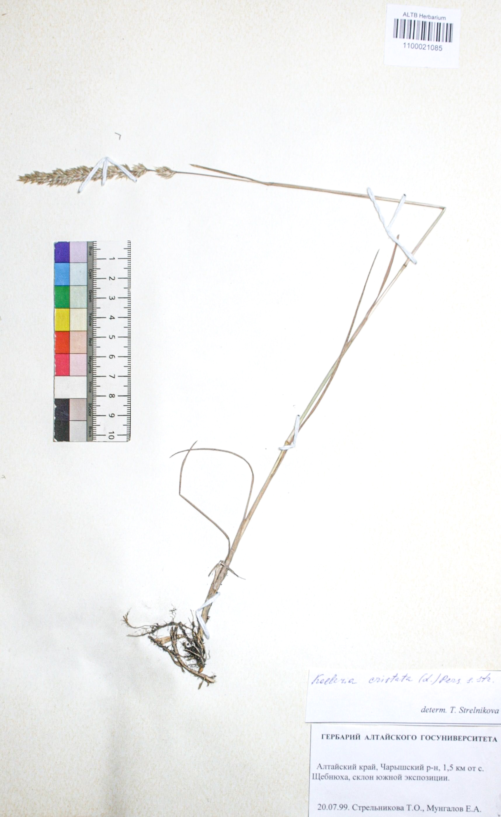 Koeleria cristata (L.) Pers. s. str.