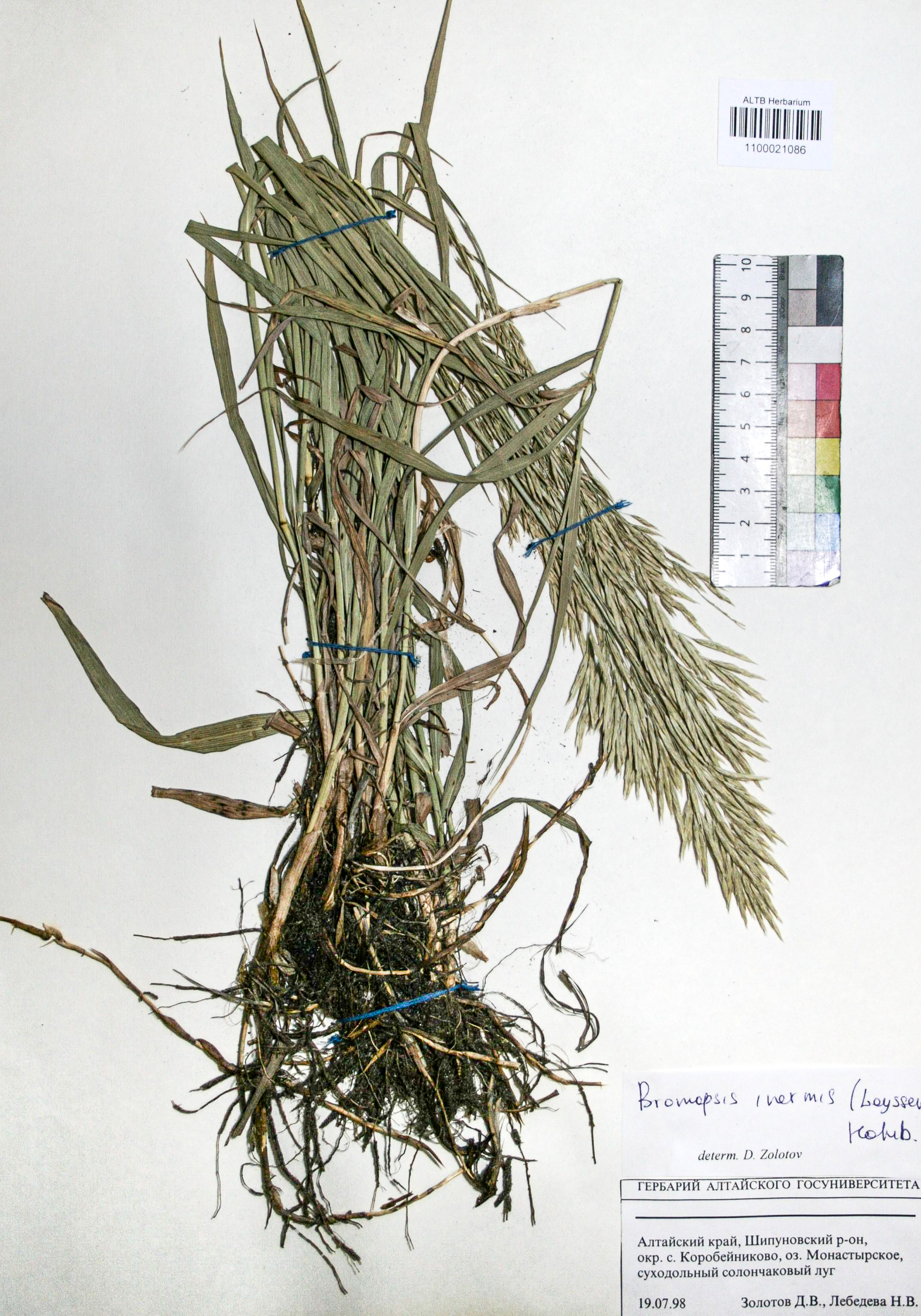 Bromopsis inermis (Leyss.) Holub. 