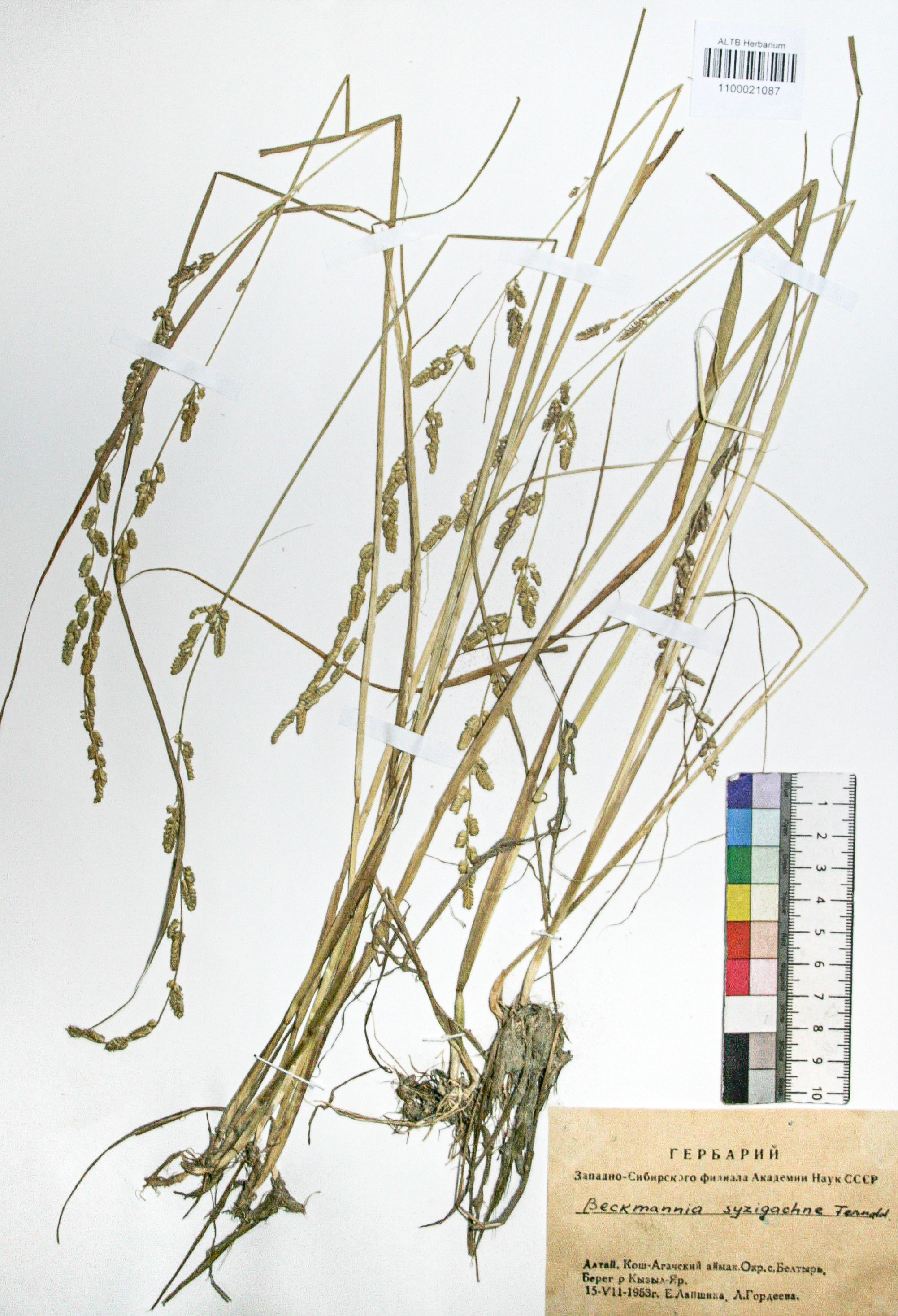 Beckmannia syzigachne (Steud.) Fern.