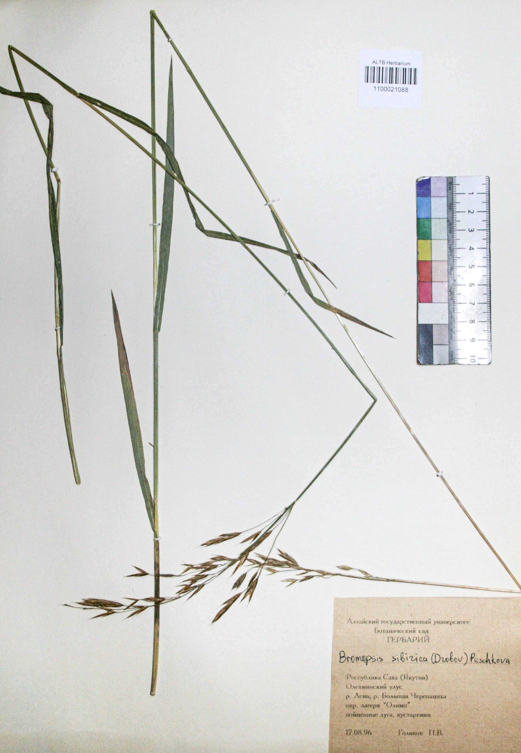 Bromopsis sibirica (Drobov) Peshkova.