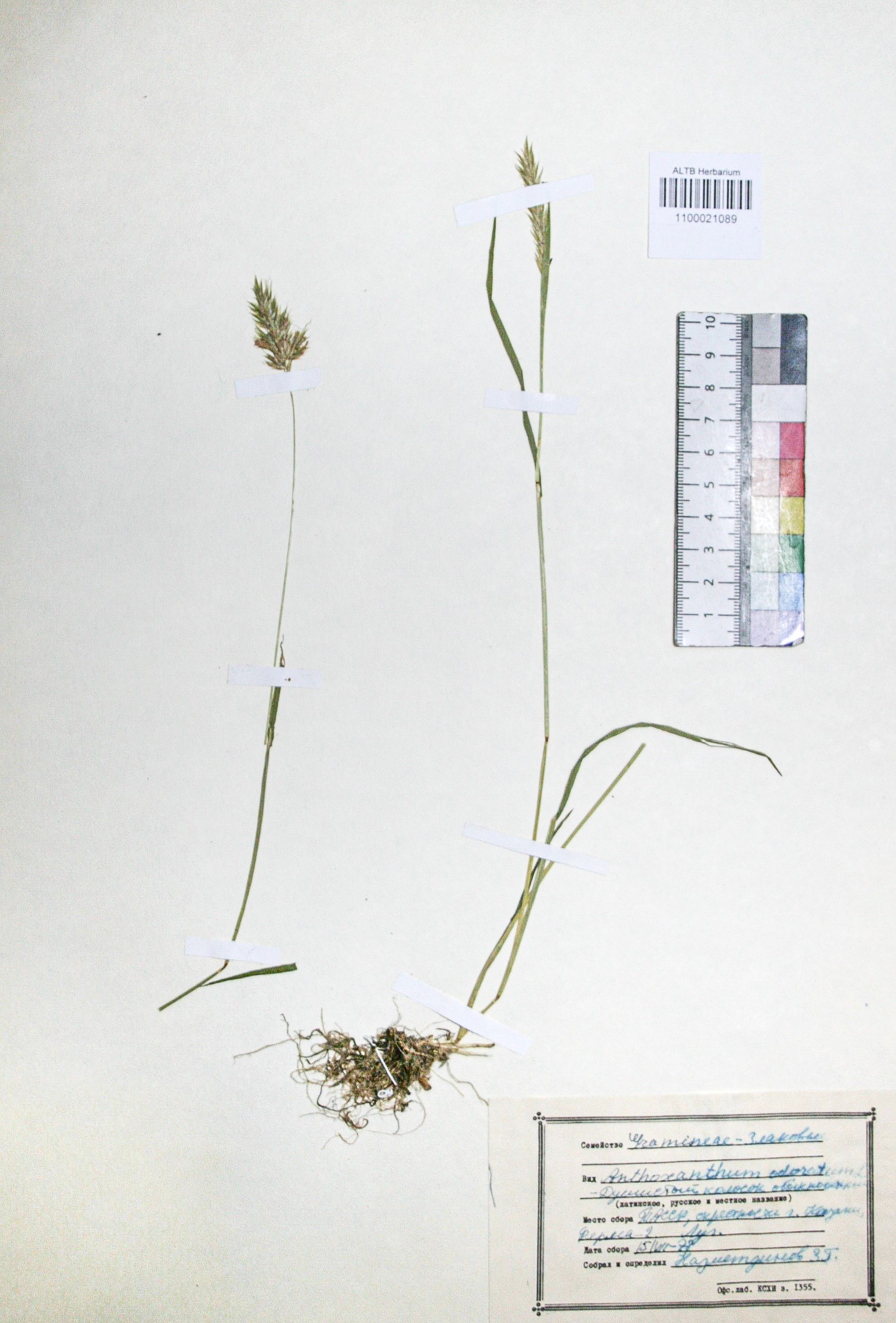 Anthoxanthum odoratum L.