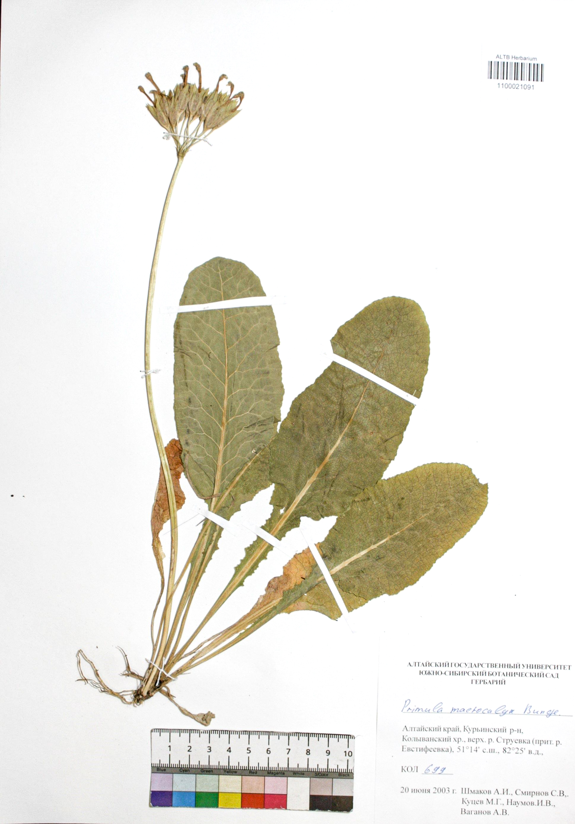 Primula macrocalyx Bunge