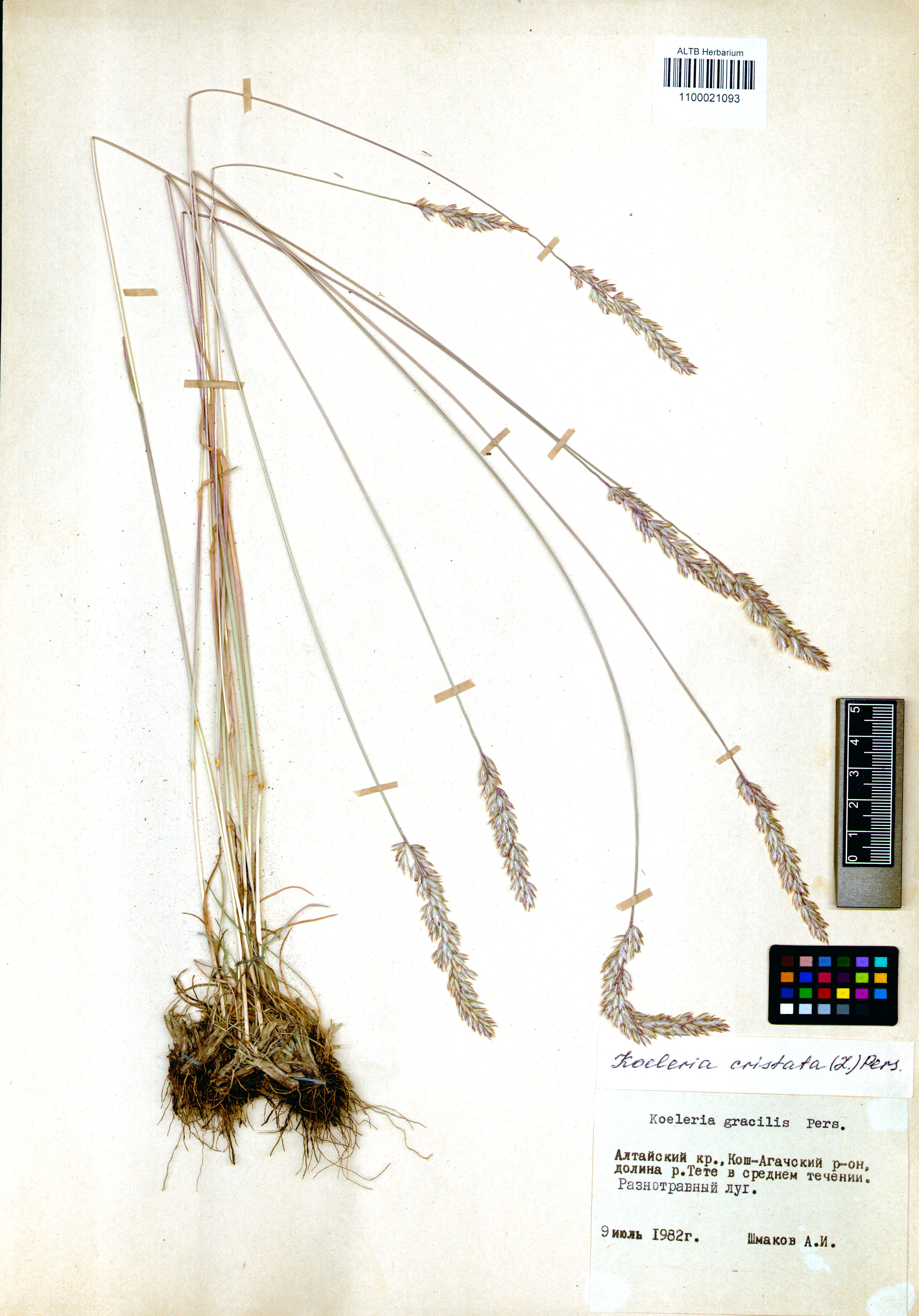 Koeleria cristata (L.) Pers. s. str.