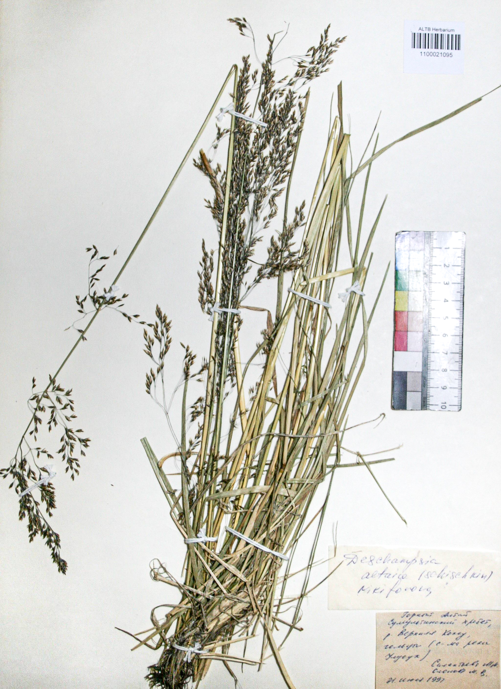 Deschampsia altaica (Schischk.) O.D. Nikif.