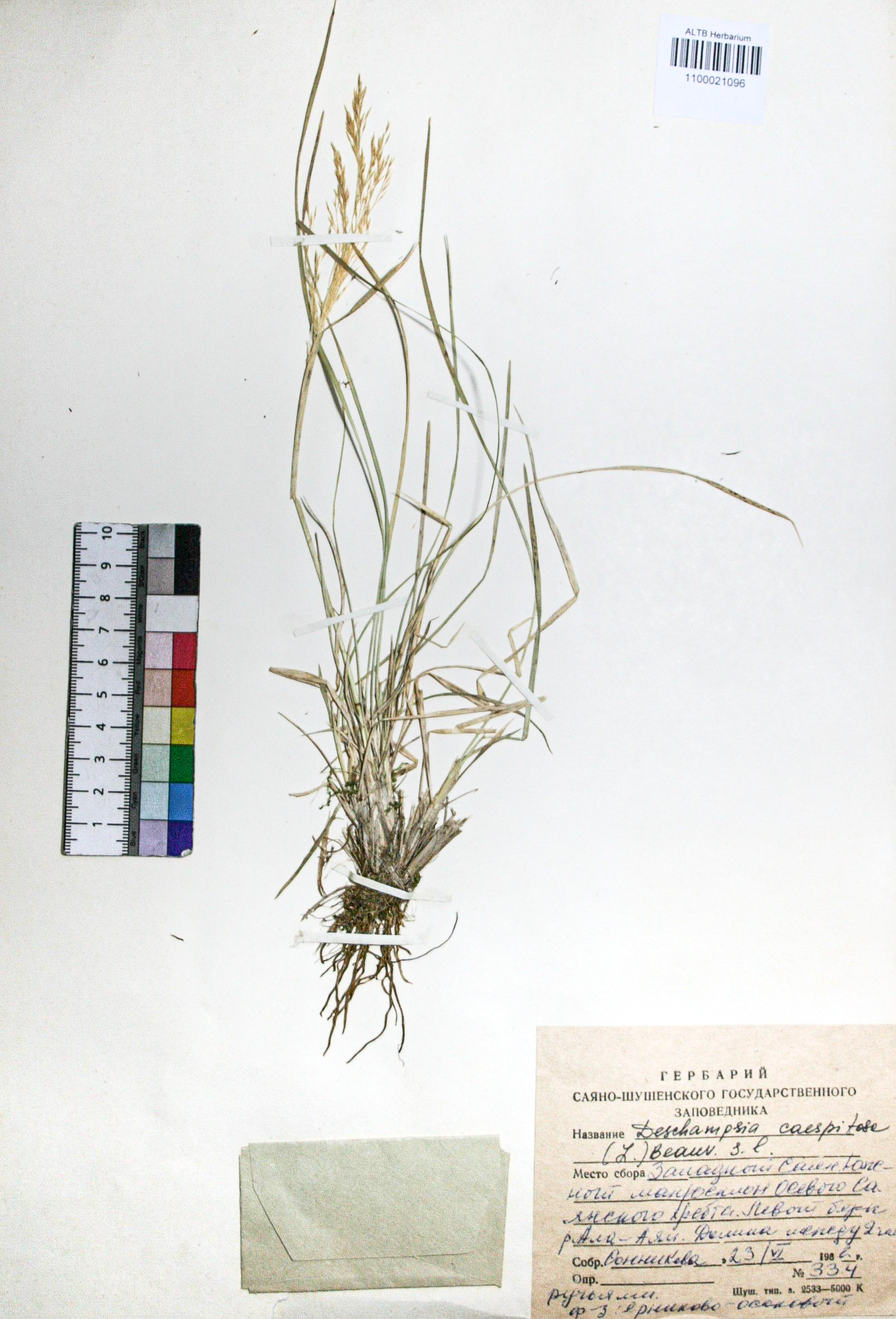 Deschampsia caespitosa (L.) Beauv.