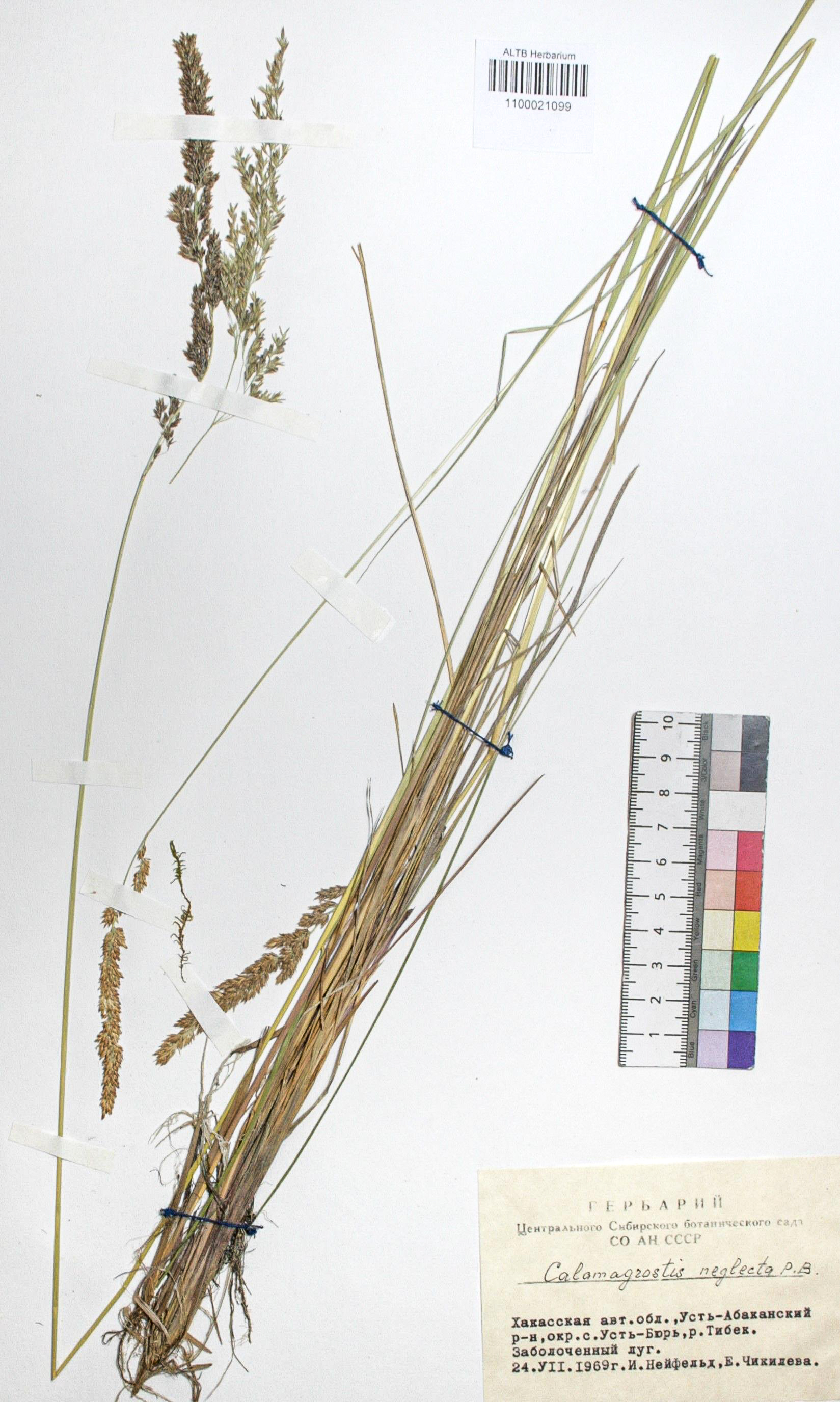 Calamagrostis neglecta (Ehrh.) Gaertn.