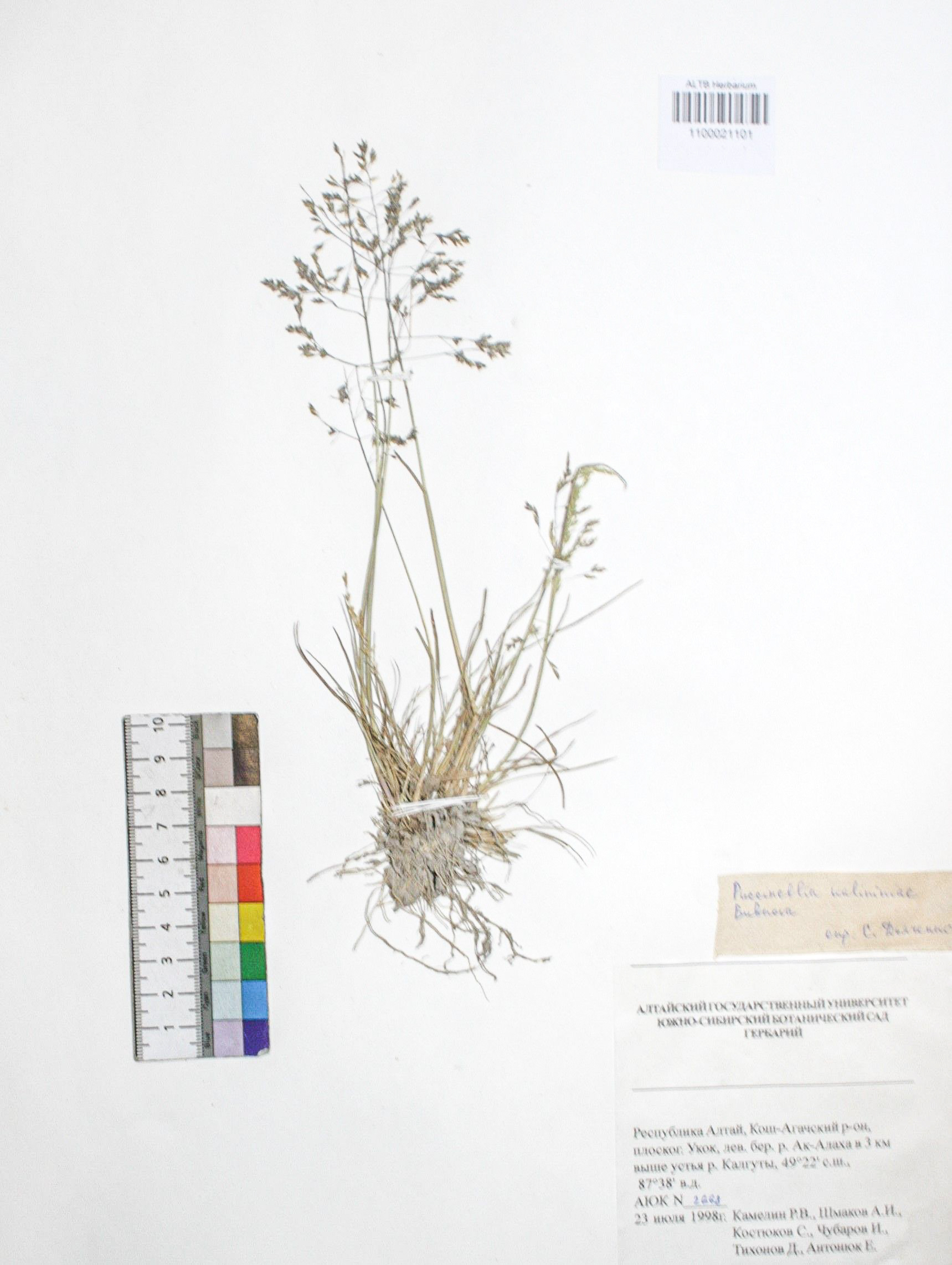 Puccinellia kalininiae Bubnova