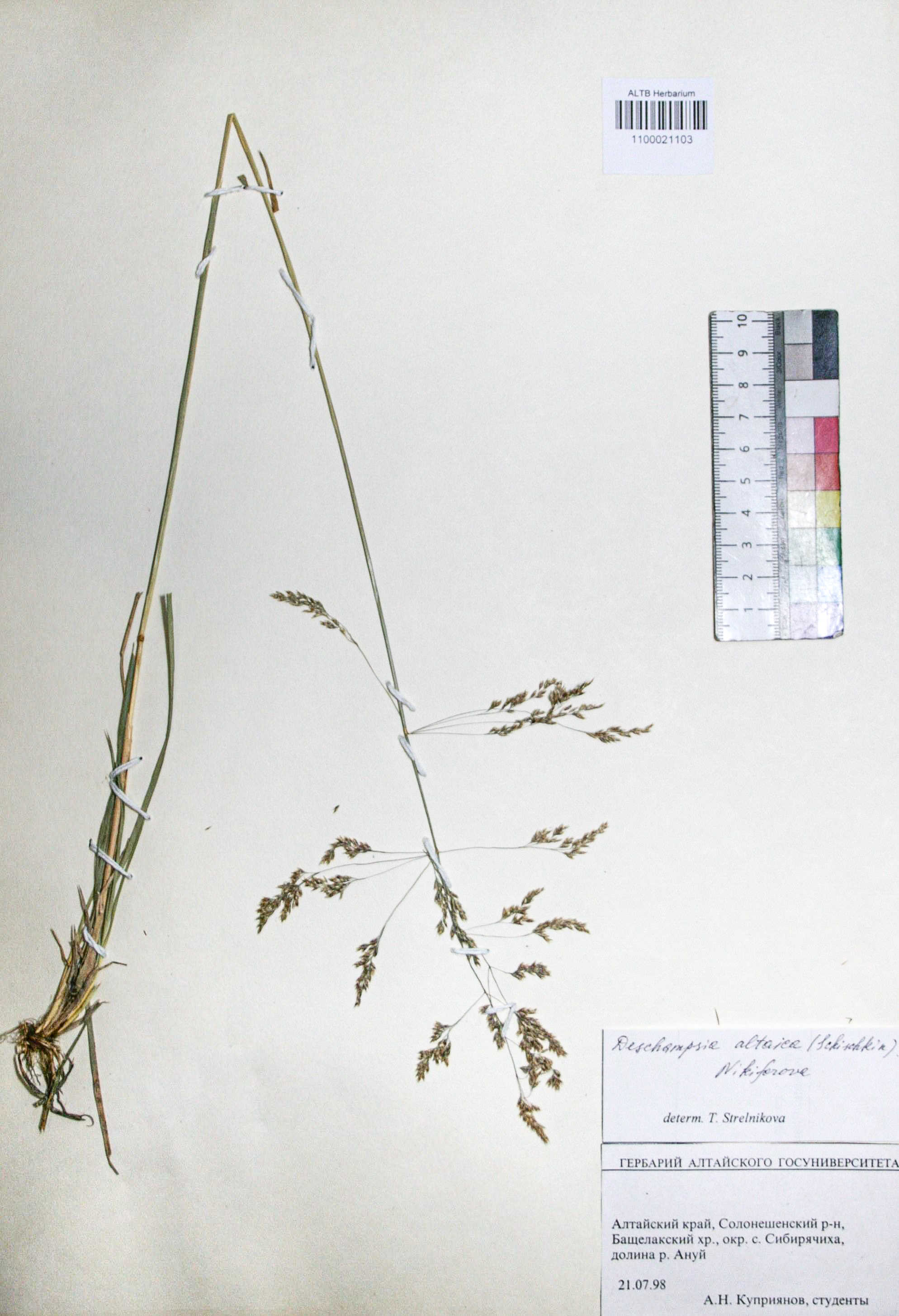 Deschampsia caespitosa (L.) Beauv.