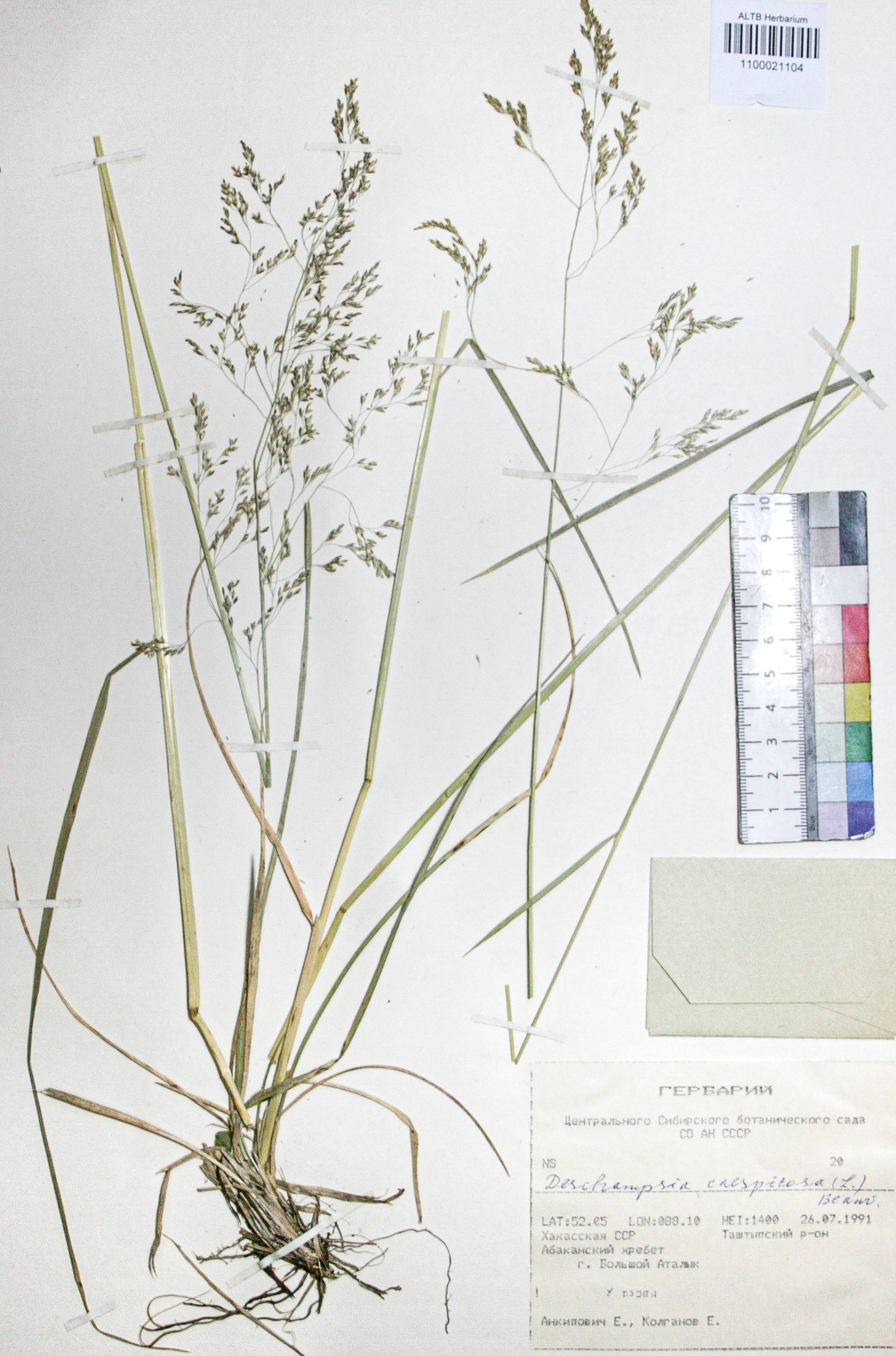 Deschampsia caespitosa (L.) Beauv.