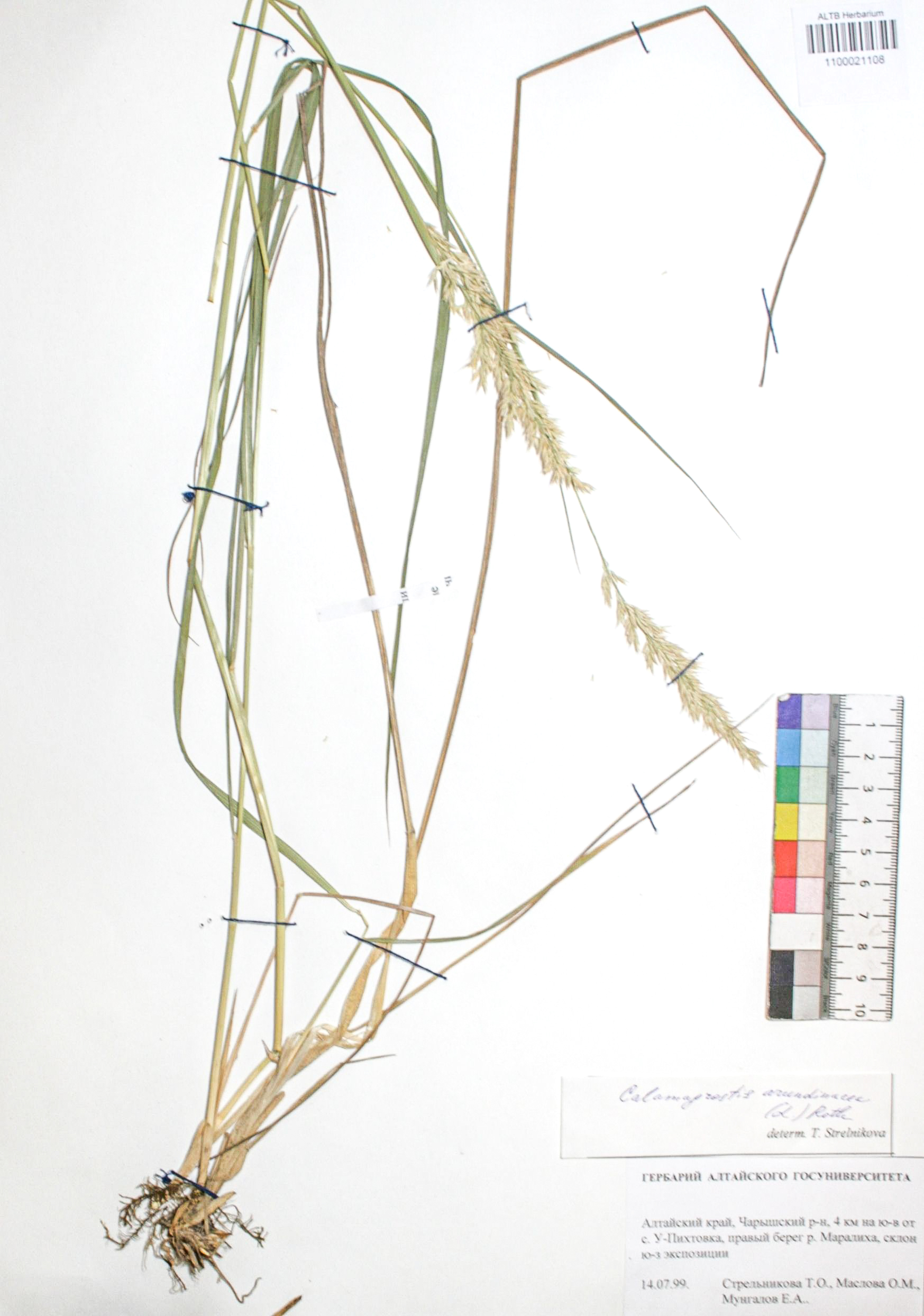 Calamagrostis arundinacea (L.) Roth