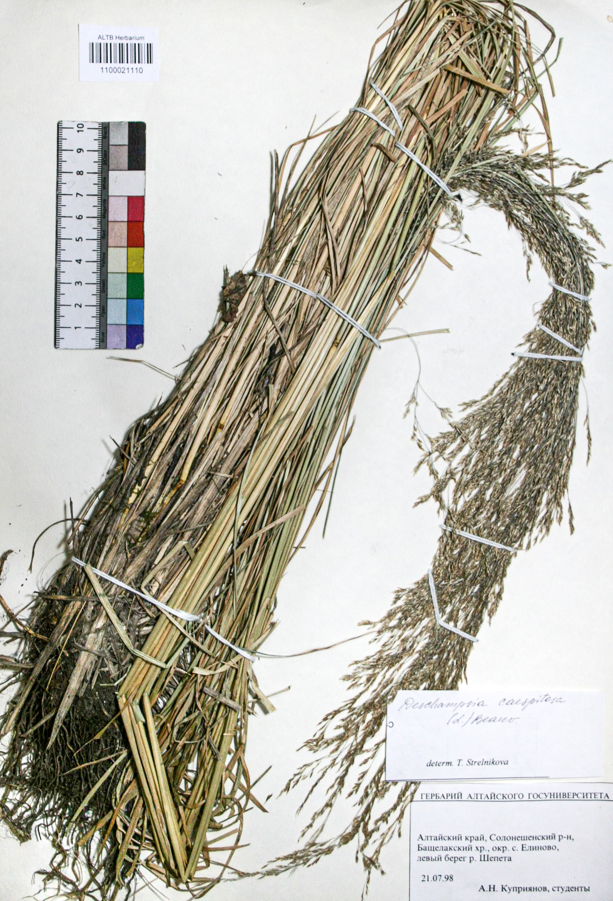 Deschampsia caespitosa (L.) Beauv.