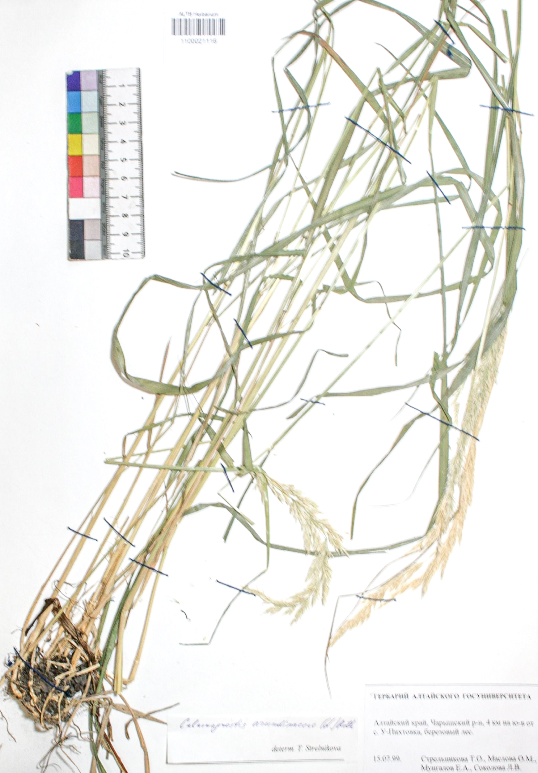 Calamagrostis arundinacea (L.) Roth