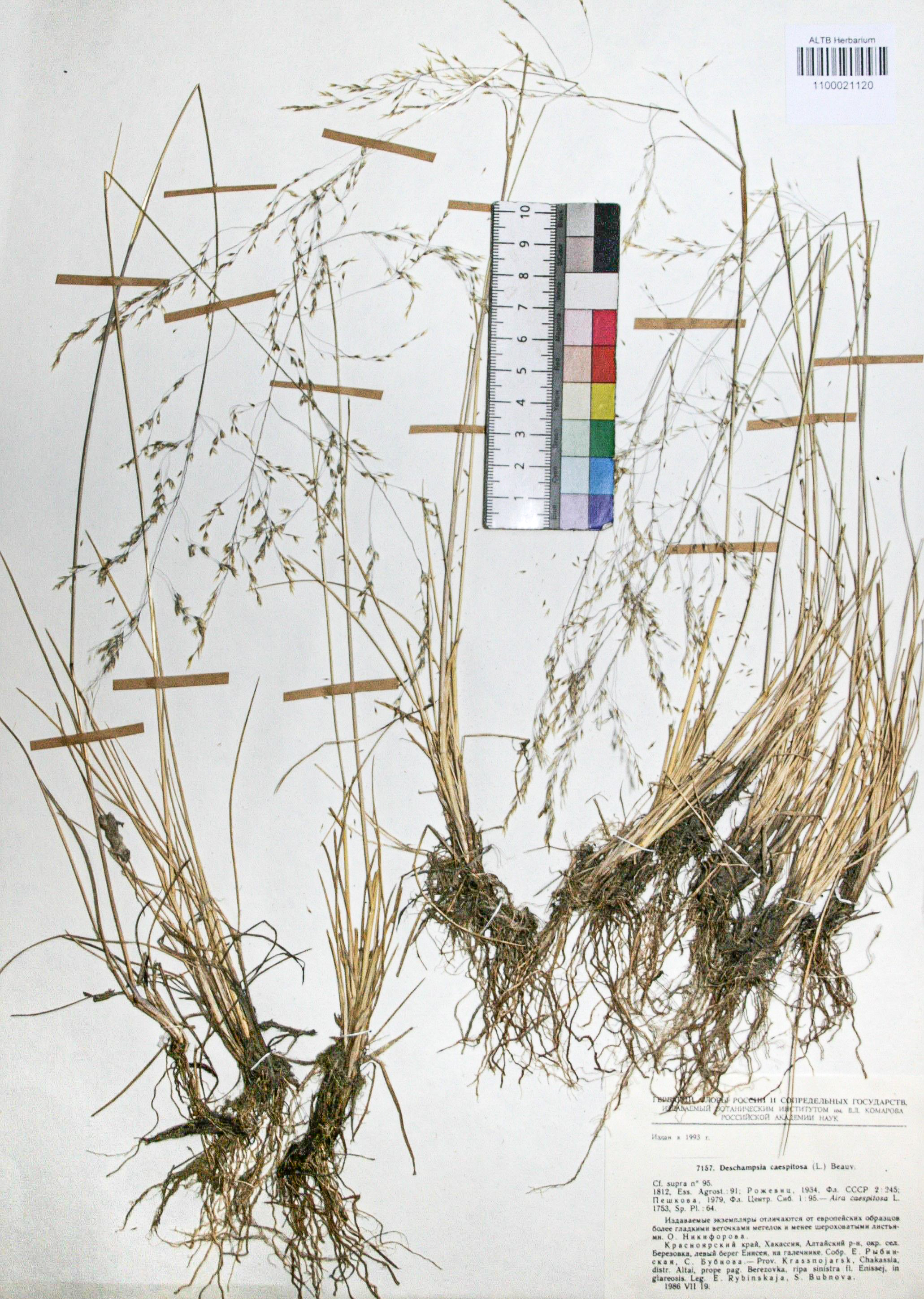 Deschampsia caespitosa (L.) Beauv.