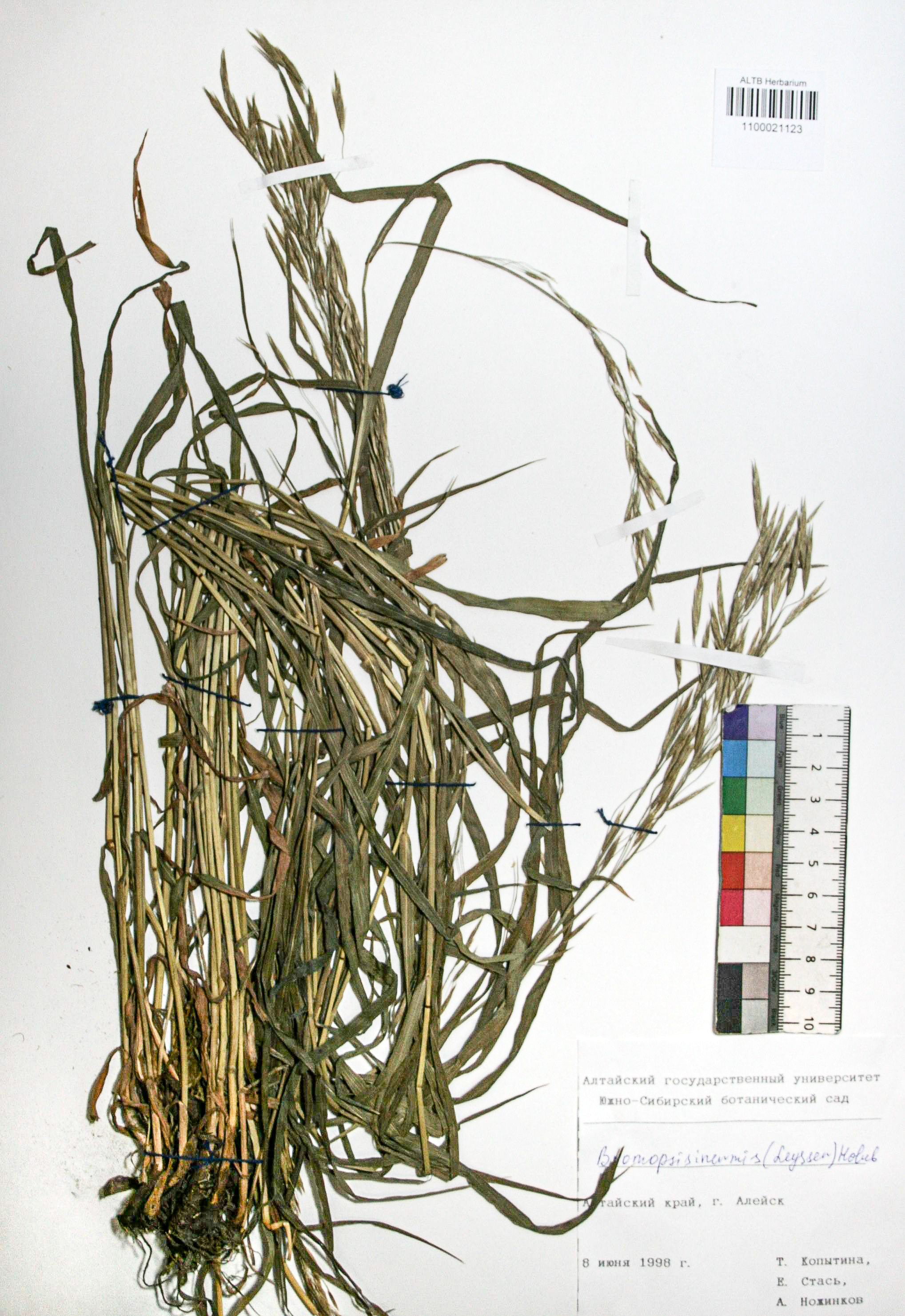 Bromopsis inermis (Leyss.) Holub. 