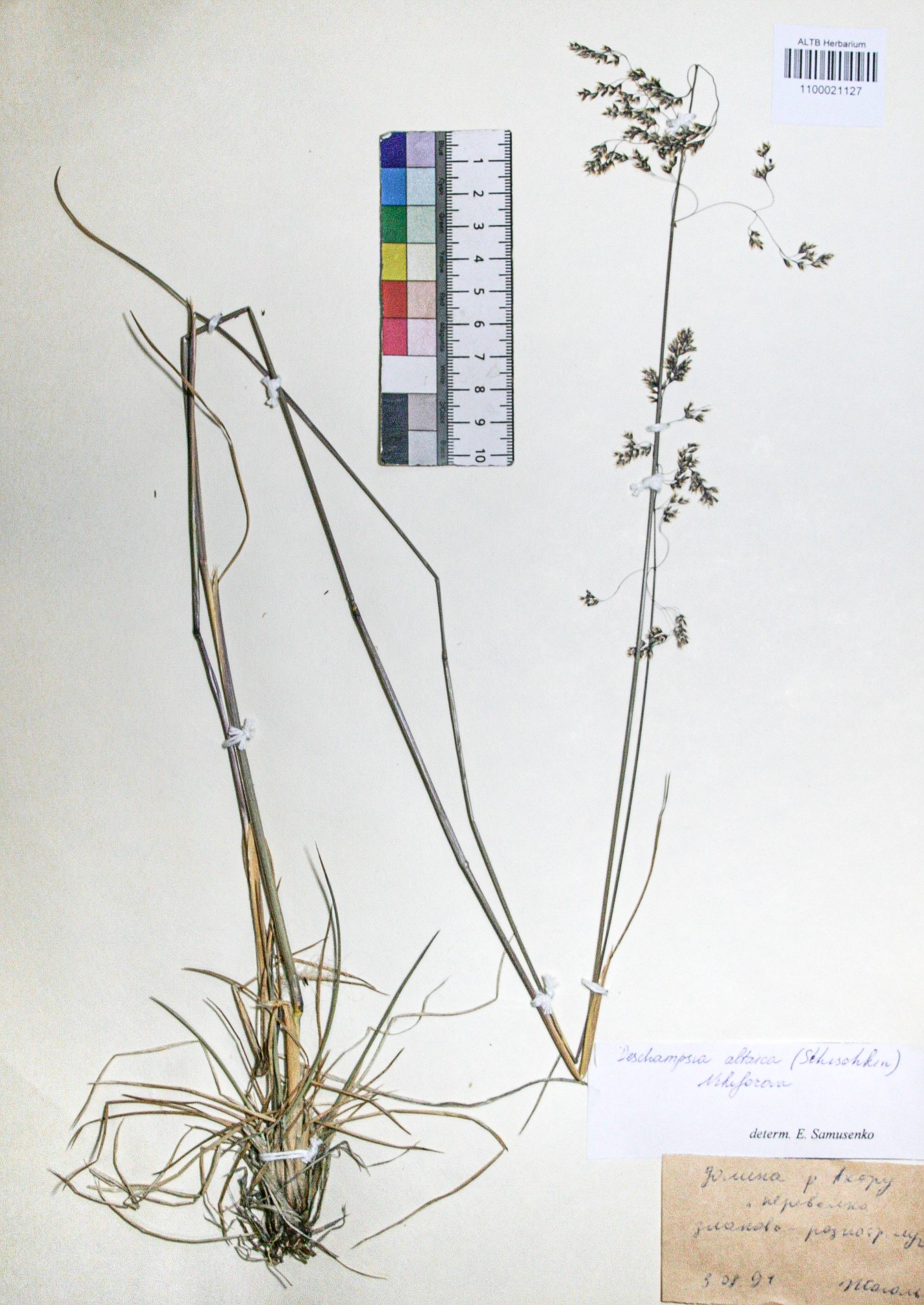 Deschampsia altaica (Schischk.) O.D. Nikif.