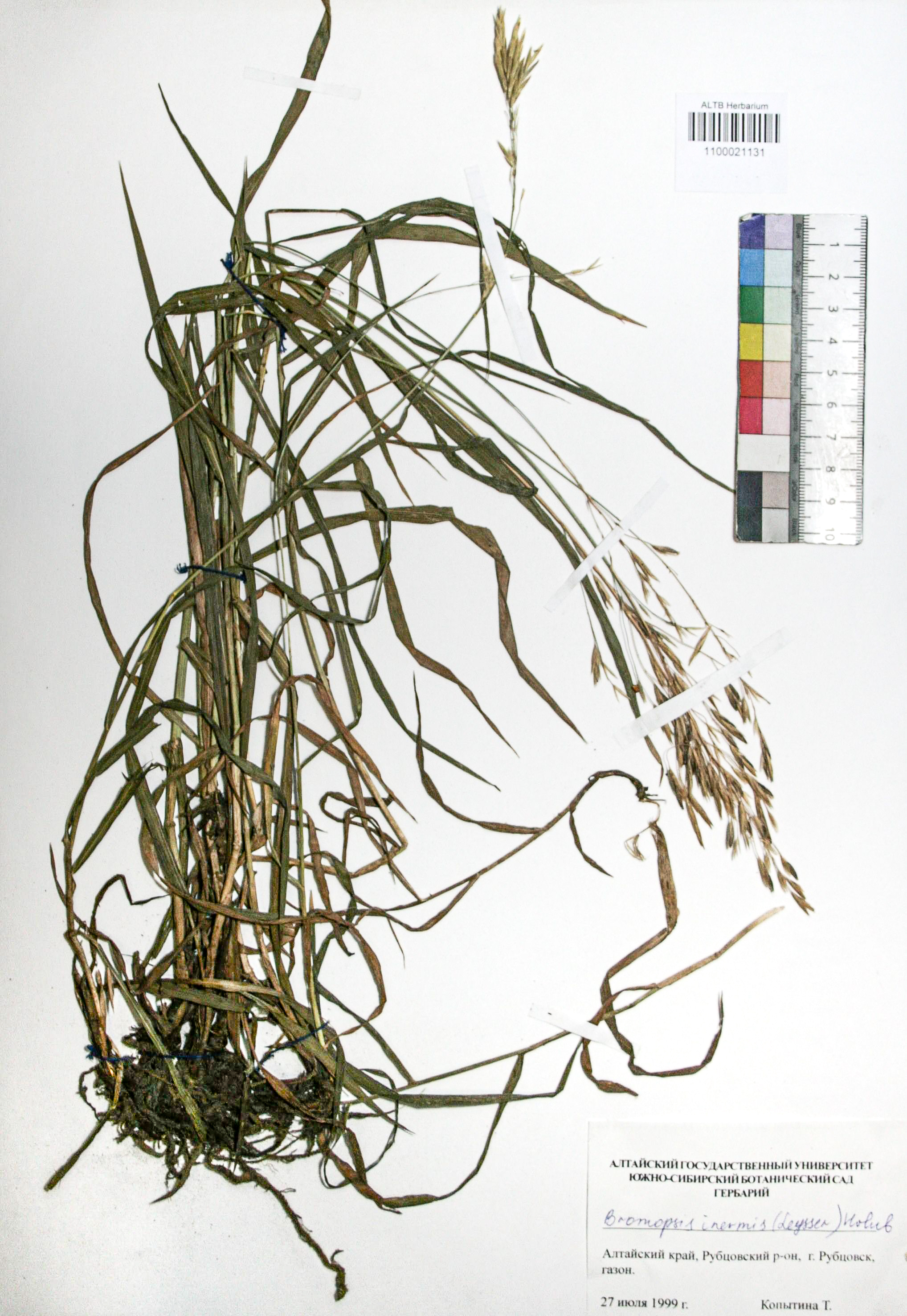 Bromopsis inermis (Leyss.) Holub. 