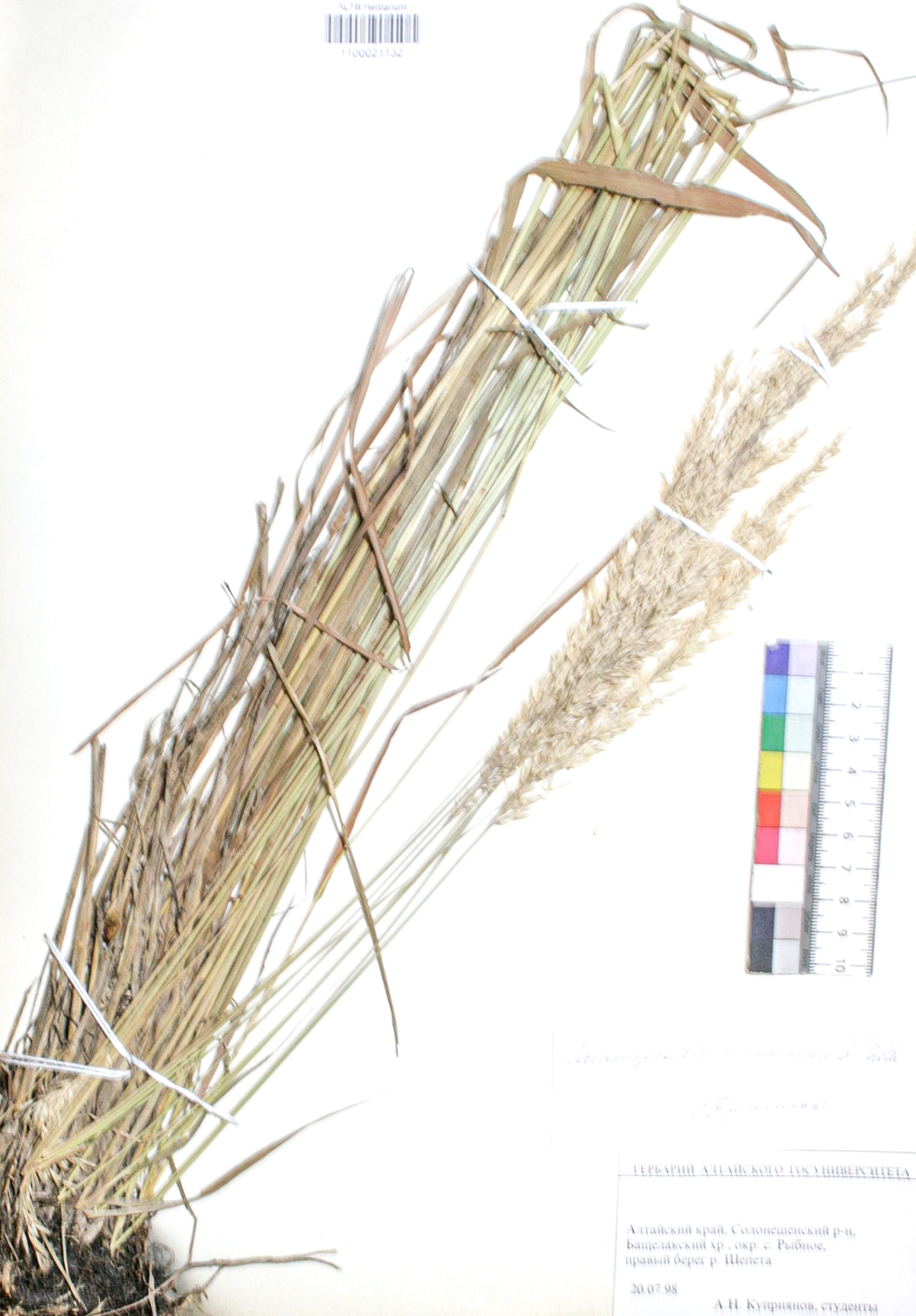 Calamagrostis arundinacea (L.) Roth