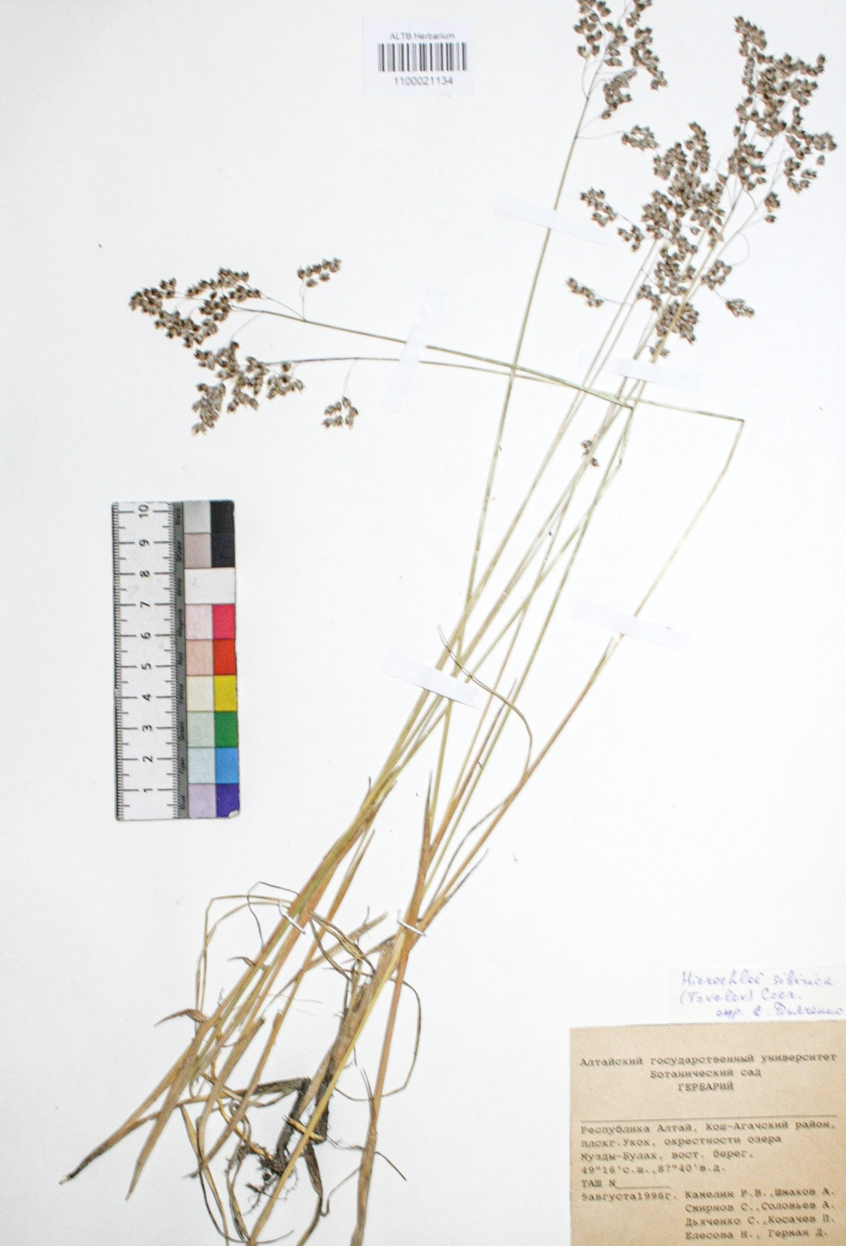 Hierochloe sibirica (Tzvelev) Czerep.