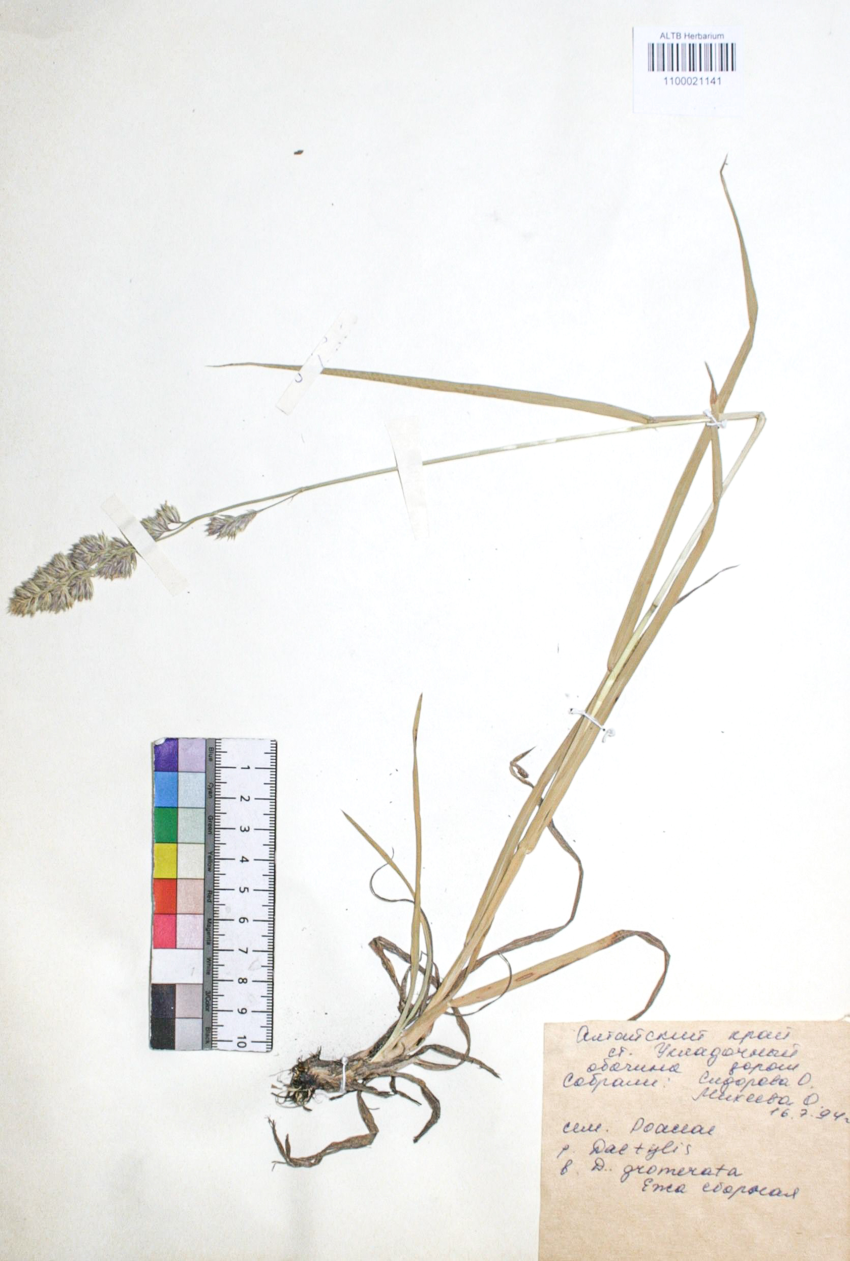 Dactylis glomerata L.