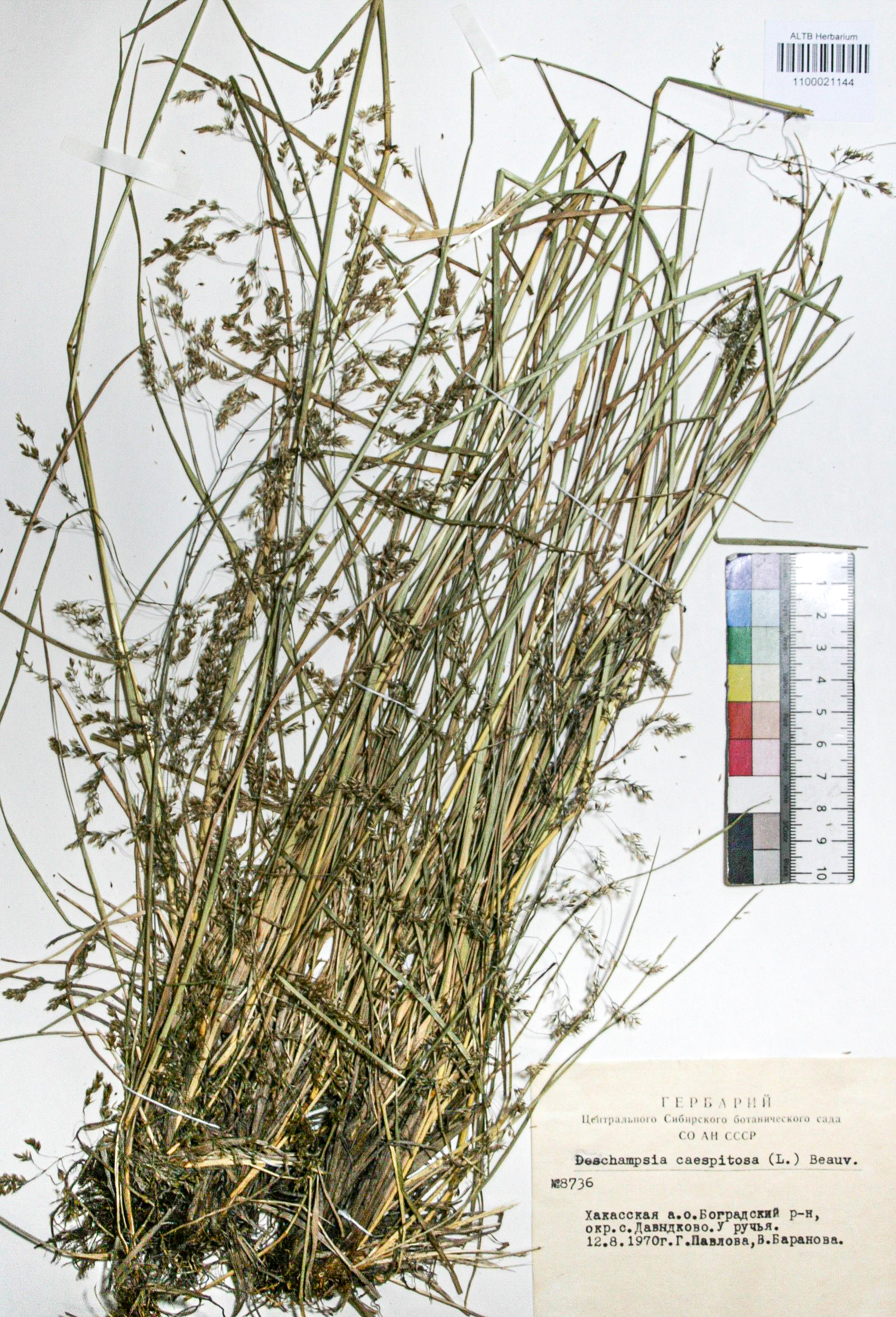 Deschampsia caespitosa (L.) Beauv.