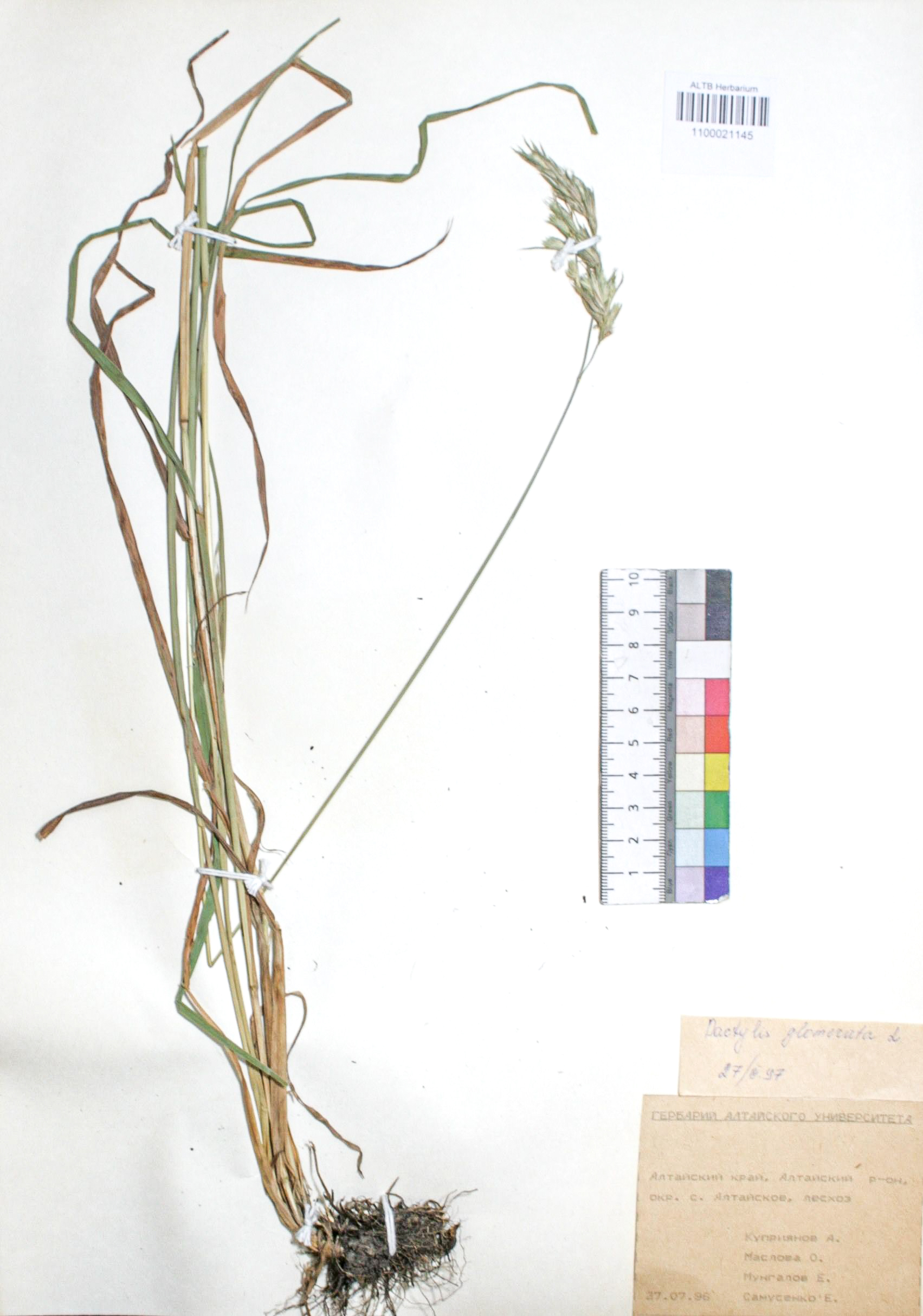 Dactylis glomerata L.