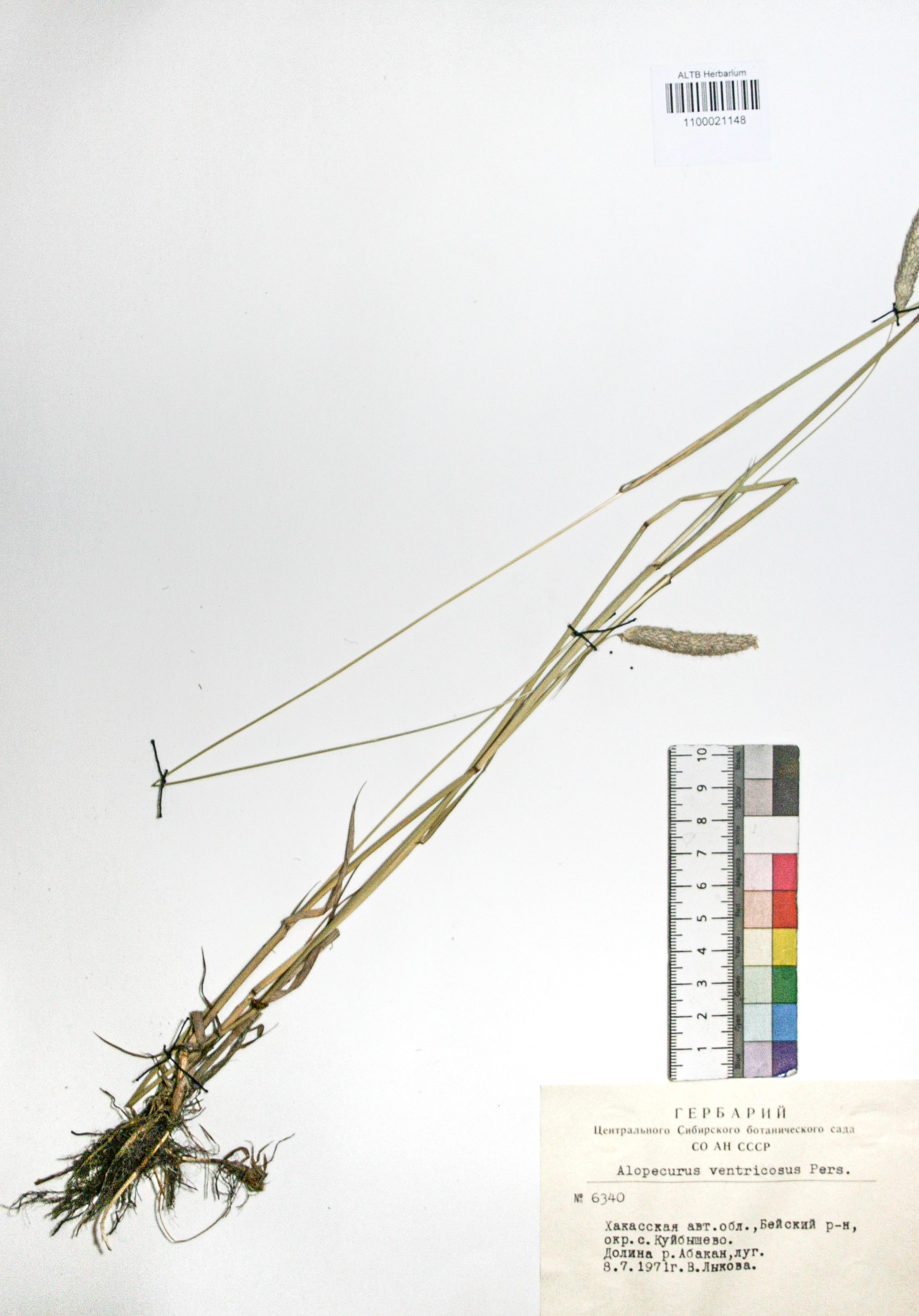 Alopecurus ventricosus Pers.