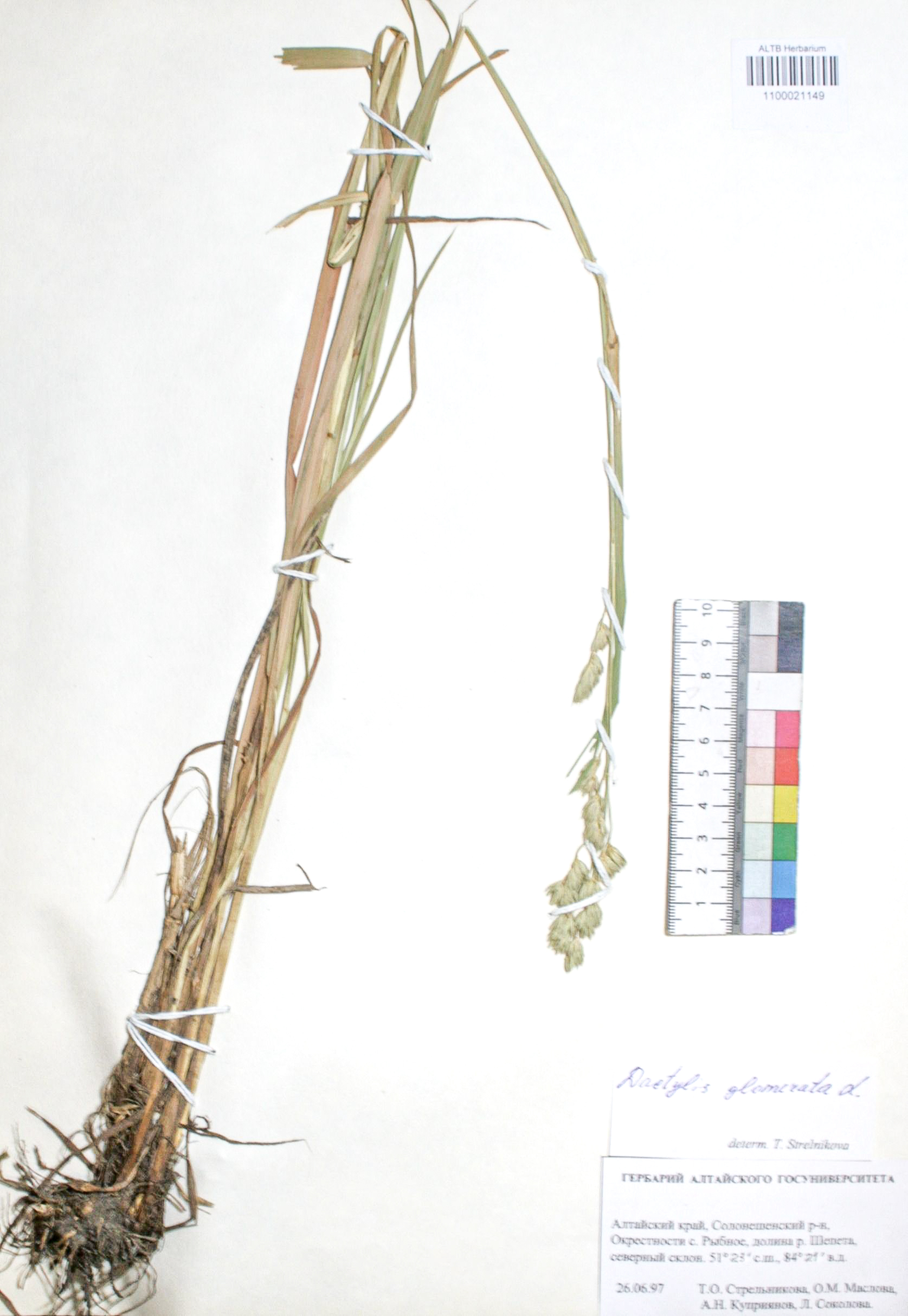 Dactylis glomerata L.