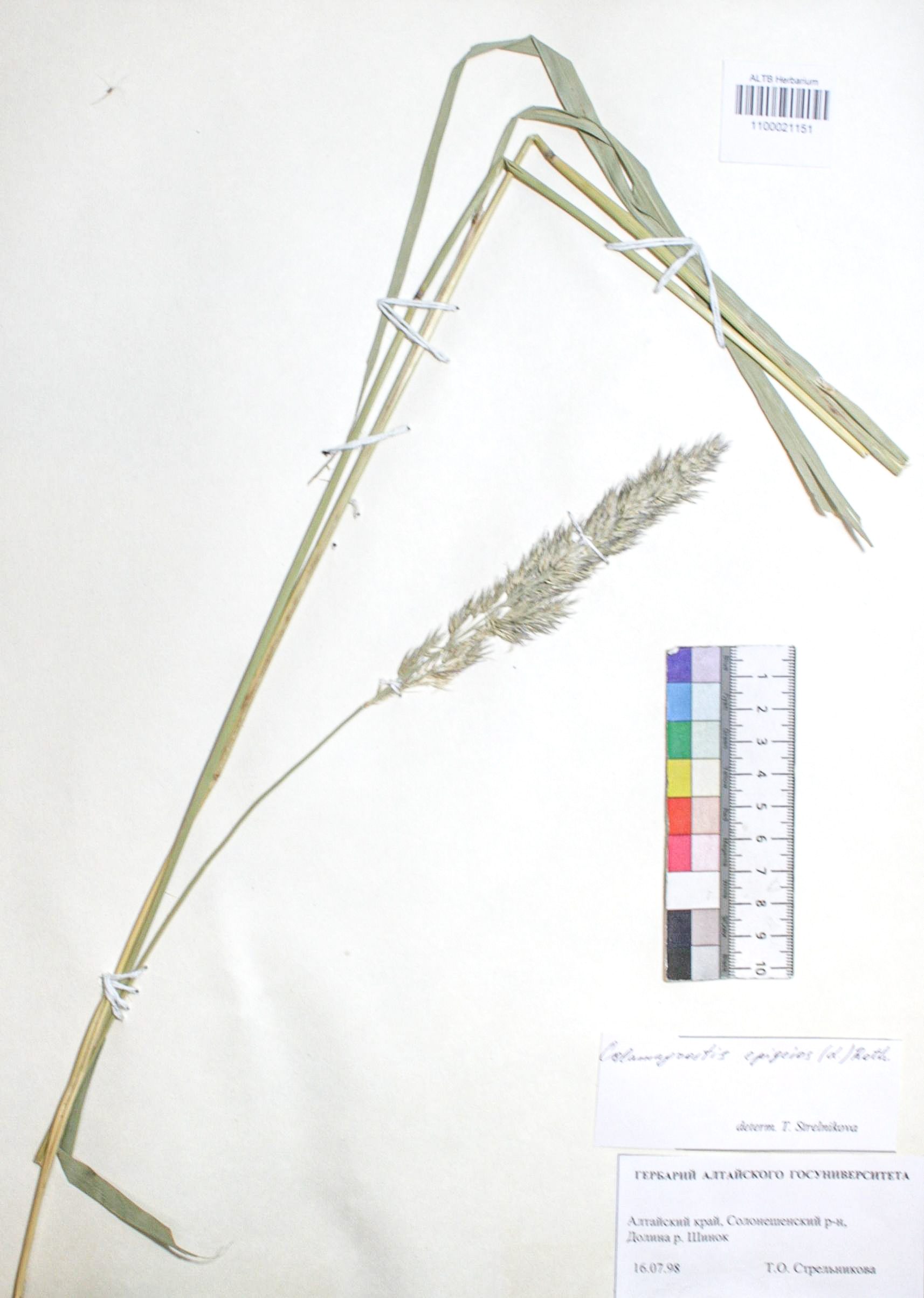 Calamagrostis epigejos (L.) Roth