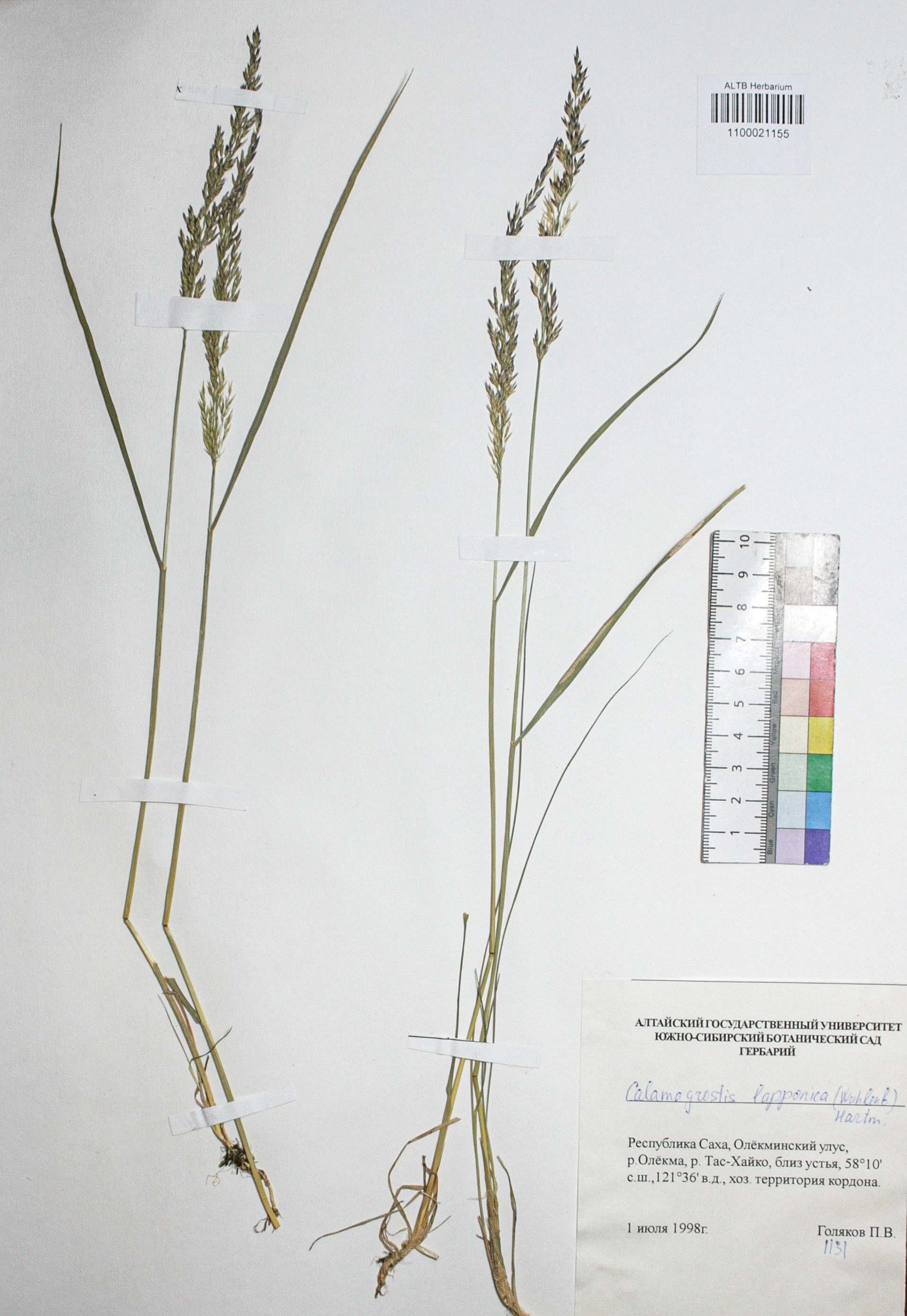 Calamagrostis lapponica (Wahlb.) Hartm.