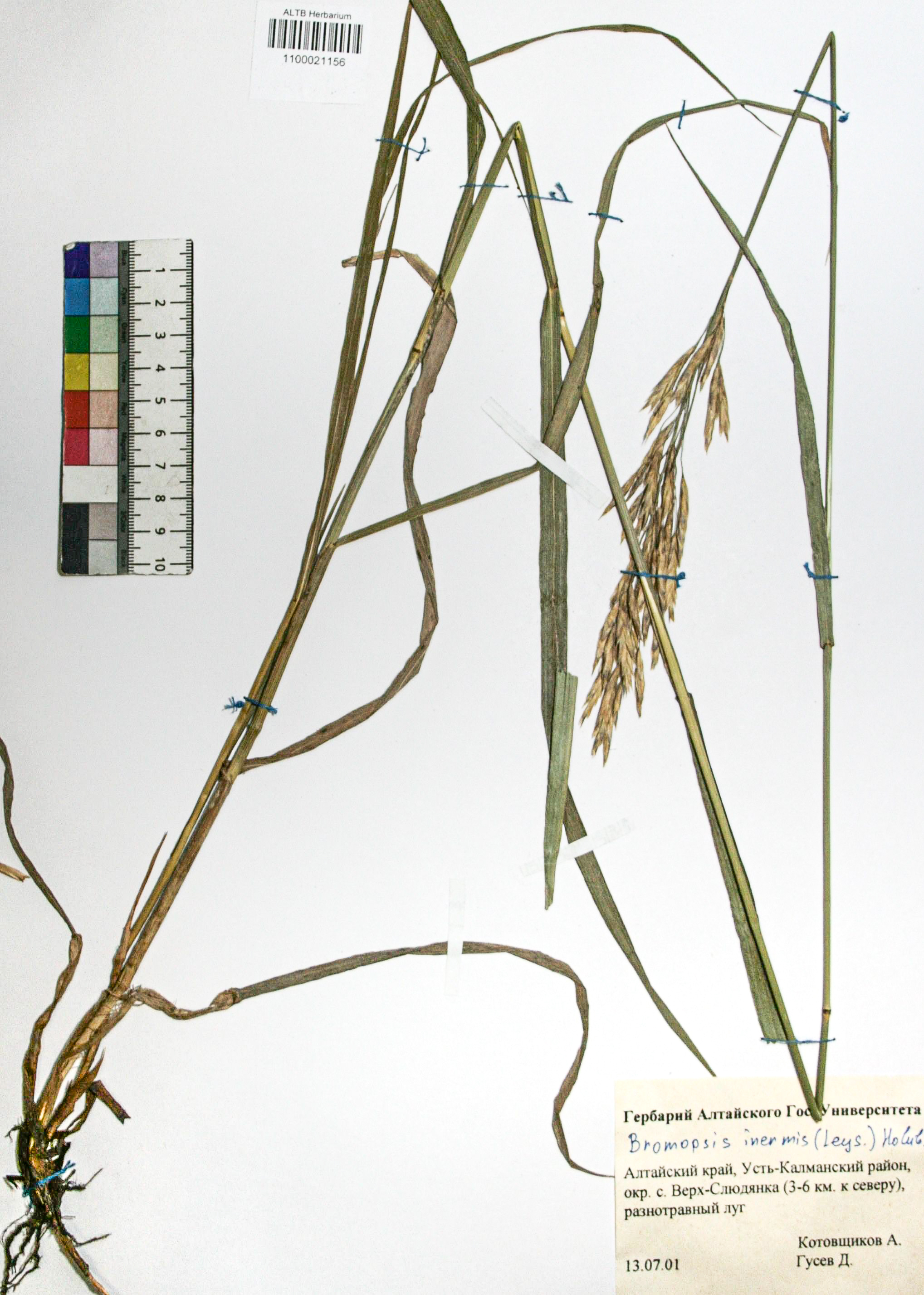Bromopsis inermis (Leyss.) Holub. 