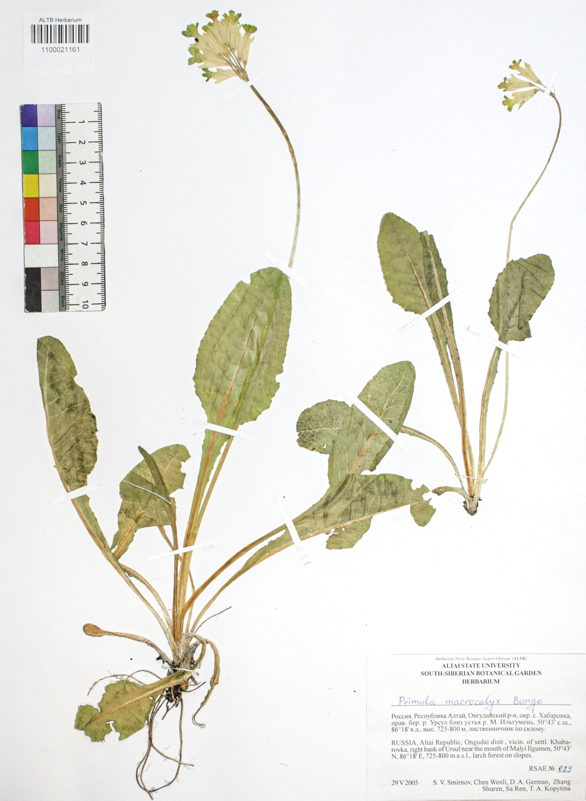 Primula macrocalyx Bunge