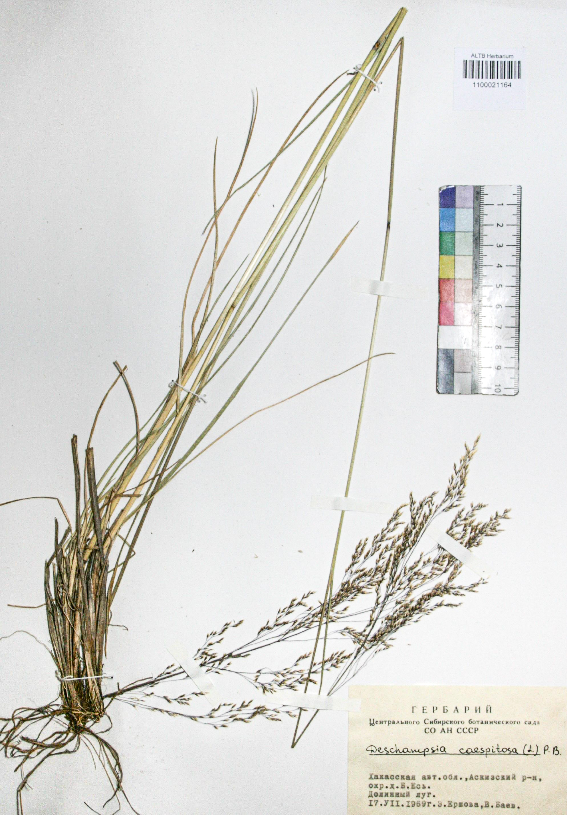 Deschampsia caespitosa (L.) Beauv.