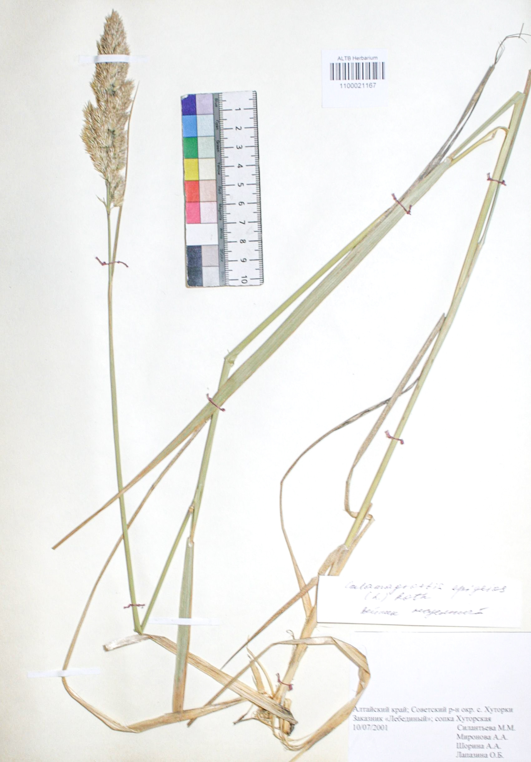Calamagrostis epigejos (L.) Roth