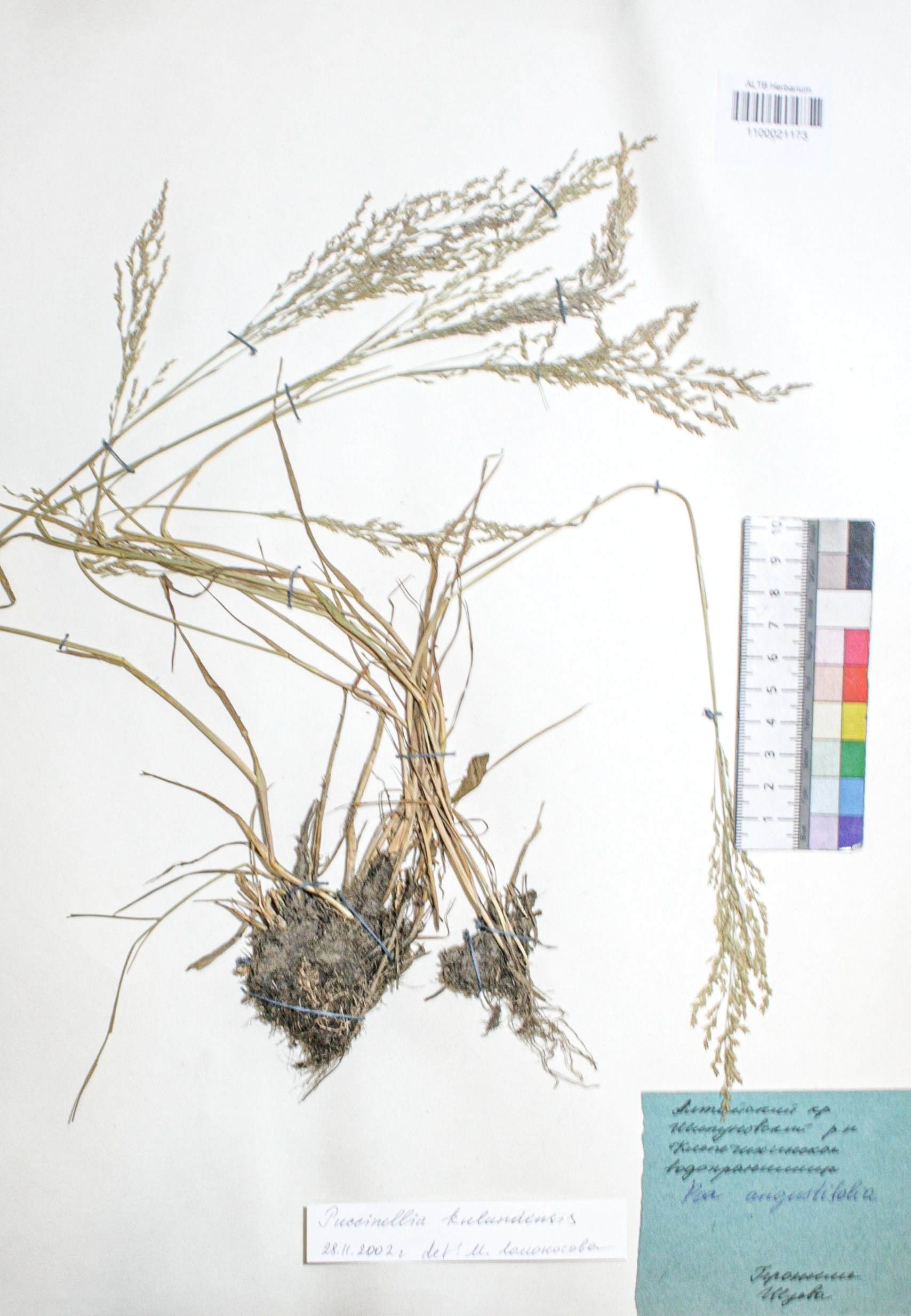 Puccinellia kulundensis Serg.