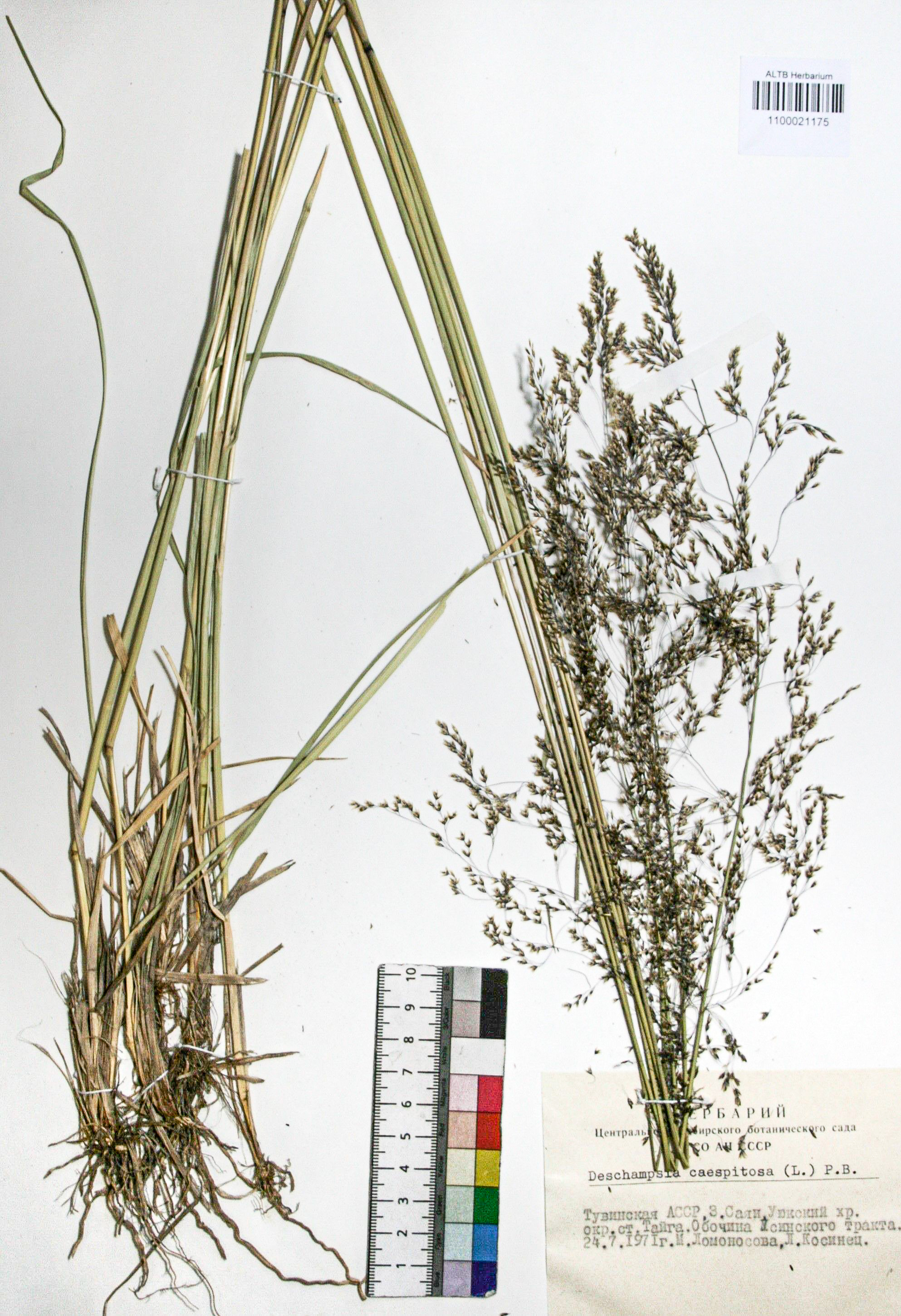 Deschampsia caespitosa (L.) Beauv.