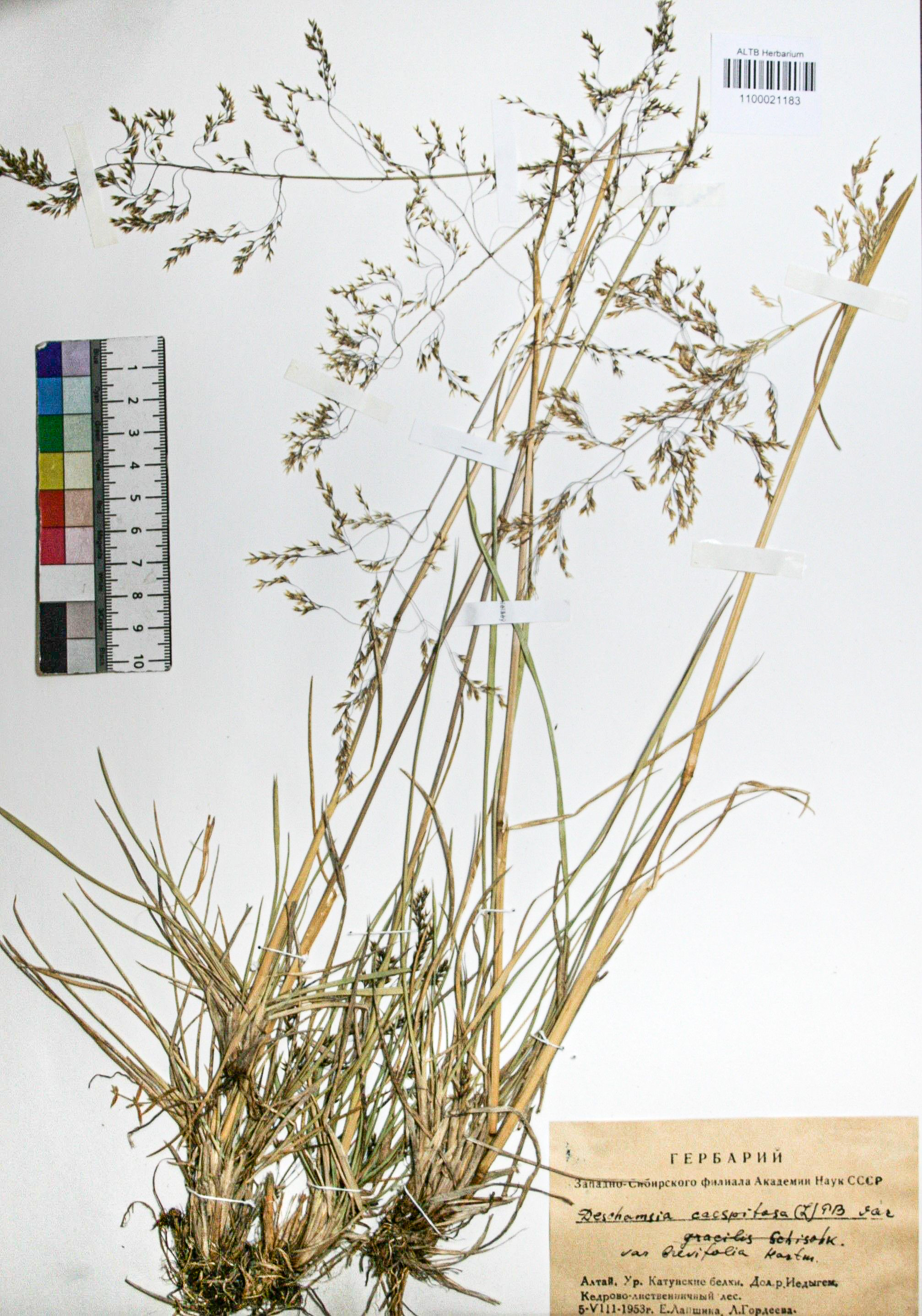 Deschampsia caespitosa (L.) Beauv.