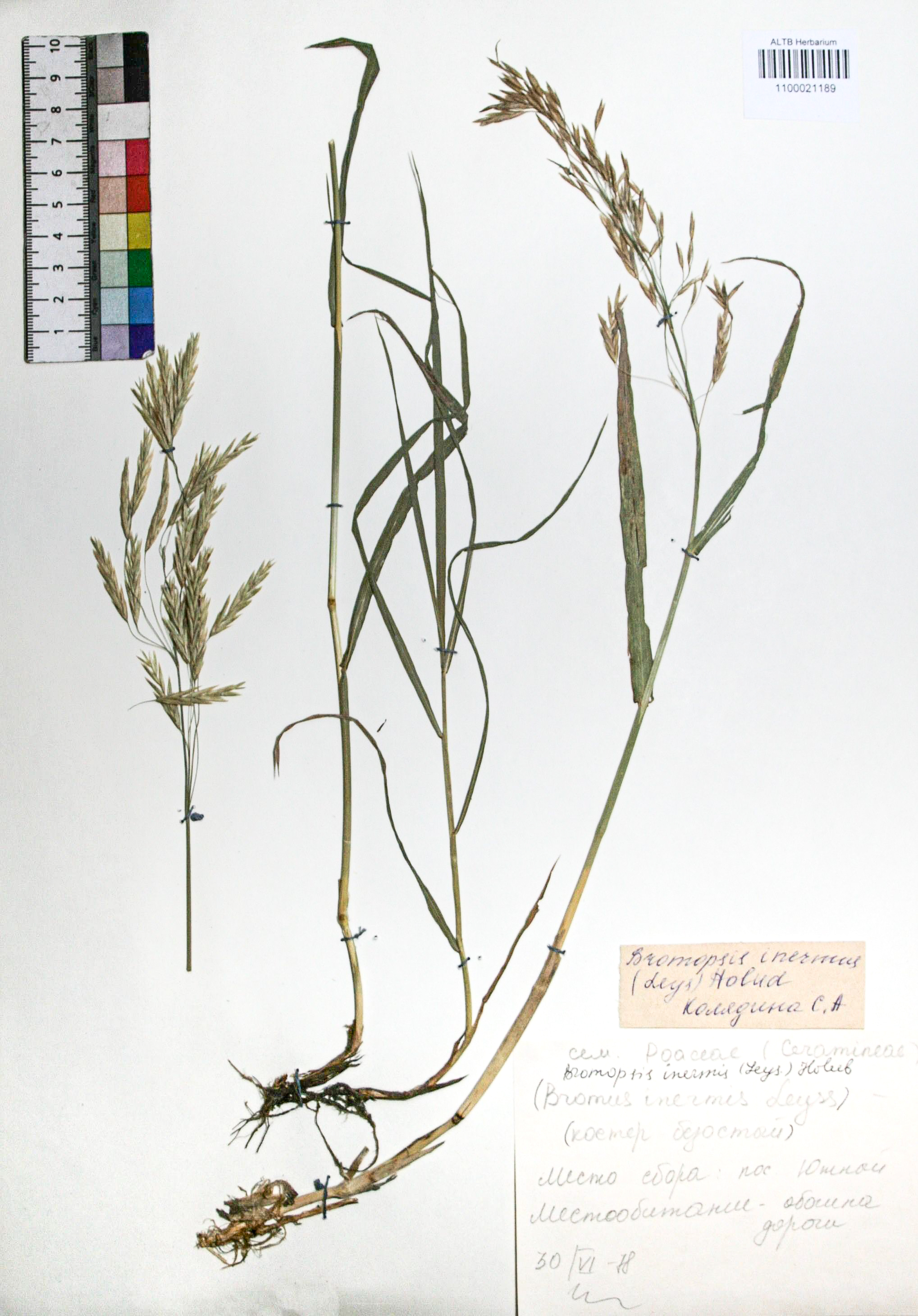 Bromopsis inermis (Leyss.) Holub. 