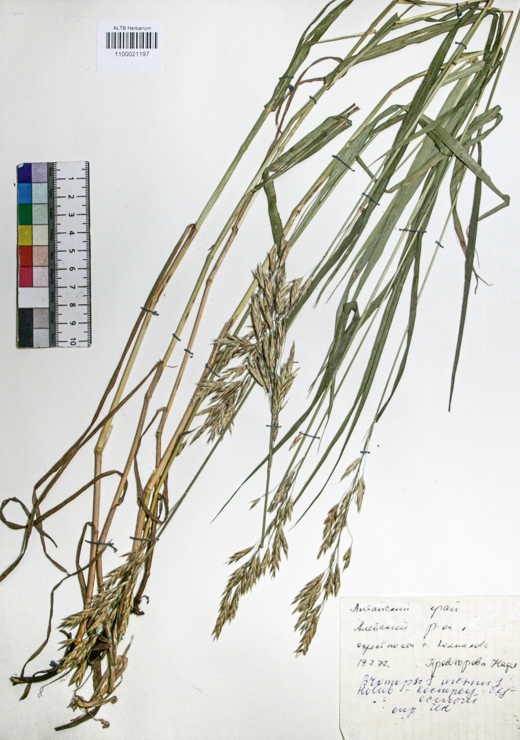 Bromopsis inermis (Leyss.) Holub. 