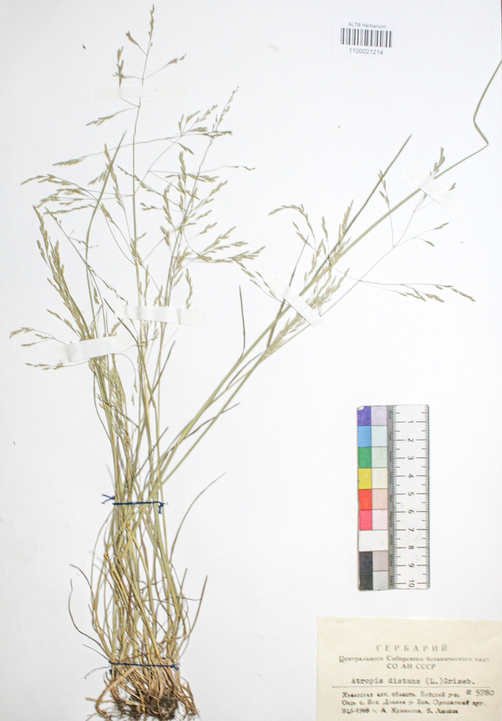 Atropis distans (Jacq.) Griseb.