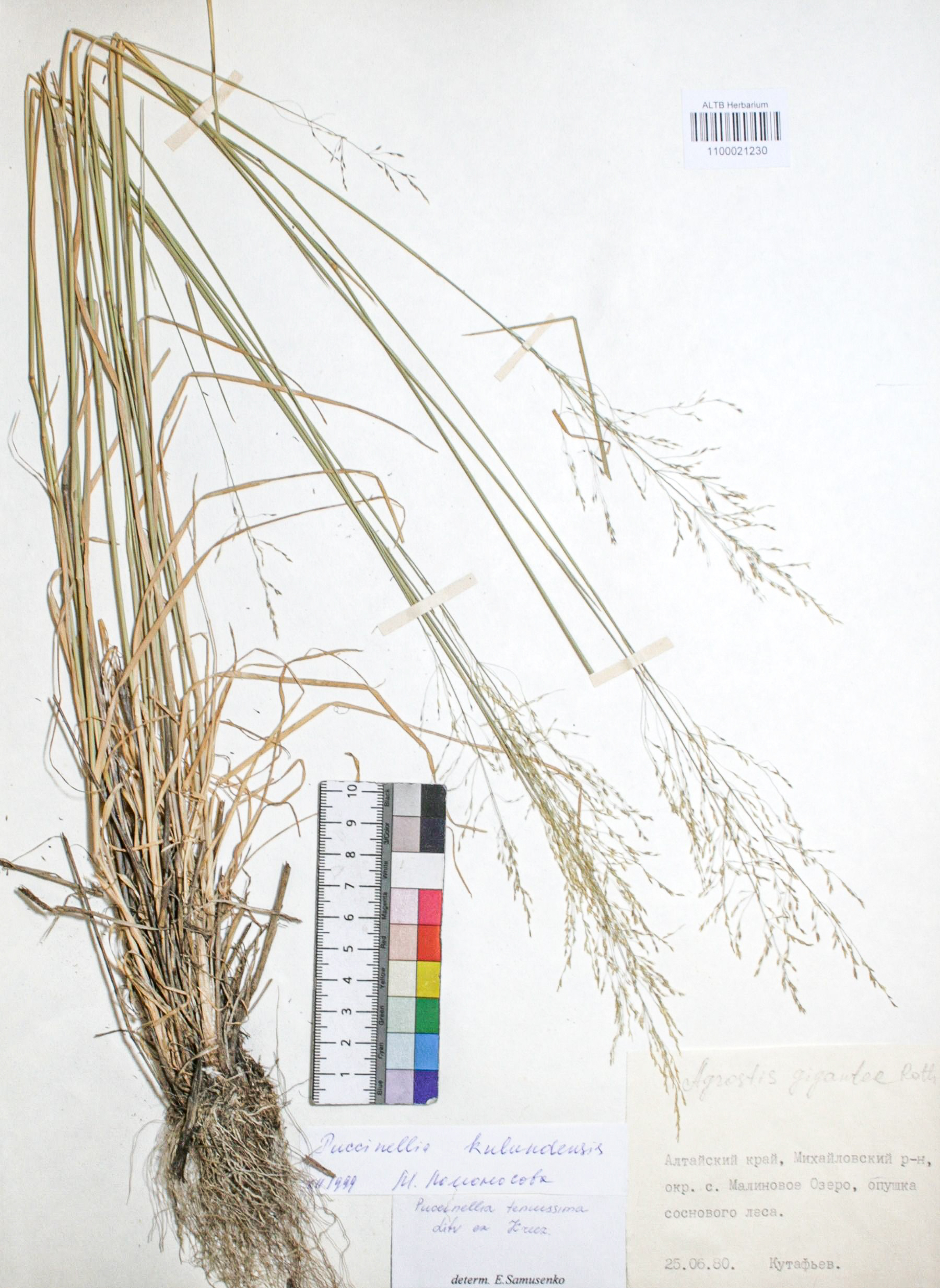 Puccinellia tenuissima Litv. Ex V.I. Krecz.