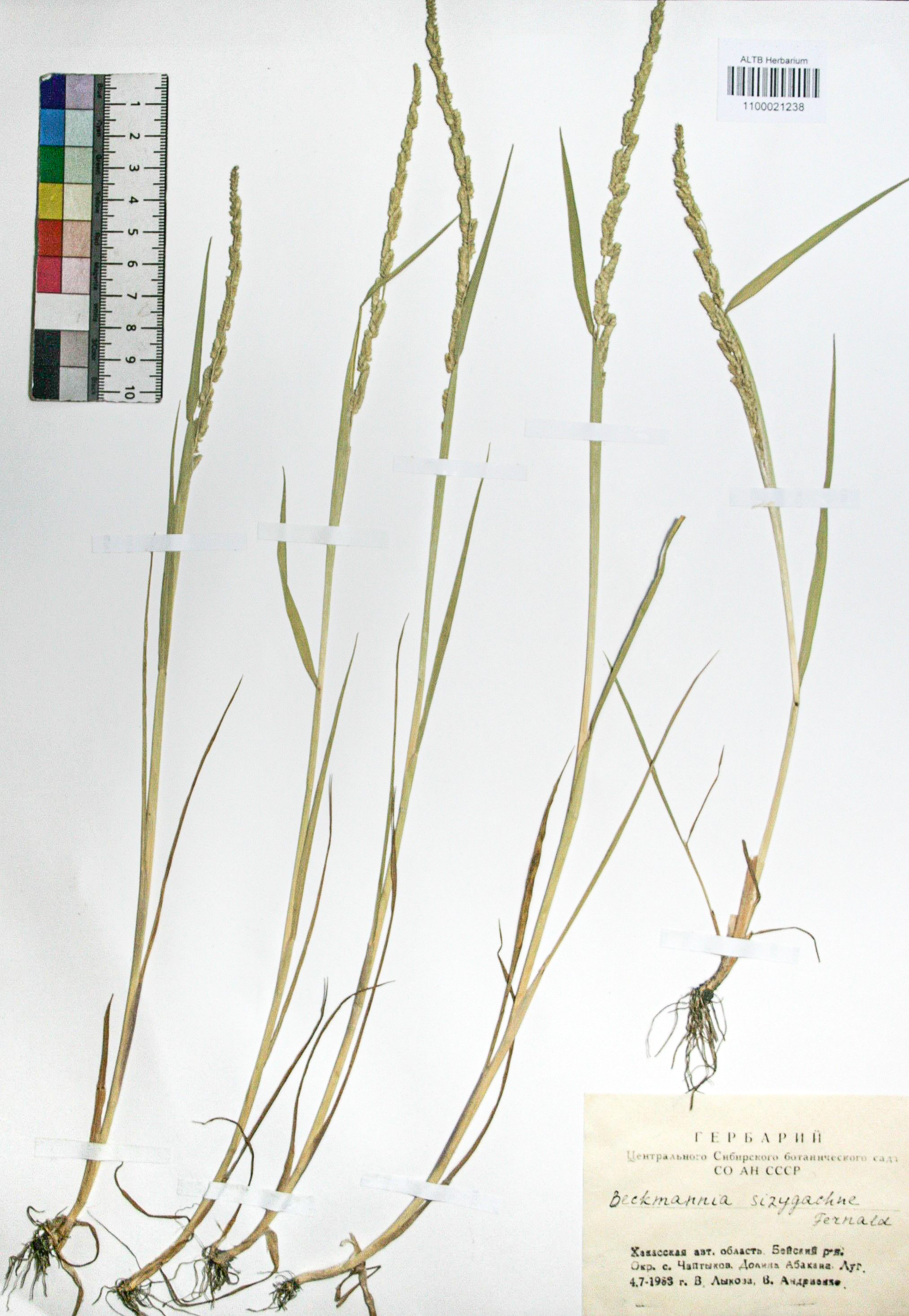 Beckmannia syzigachne (Steud.) Fern.