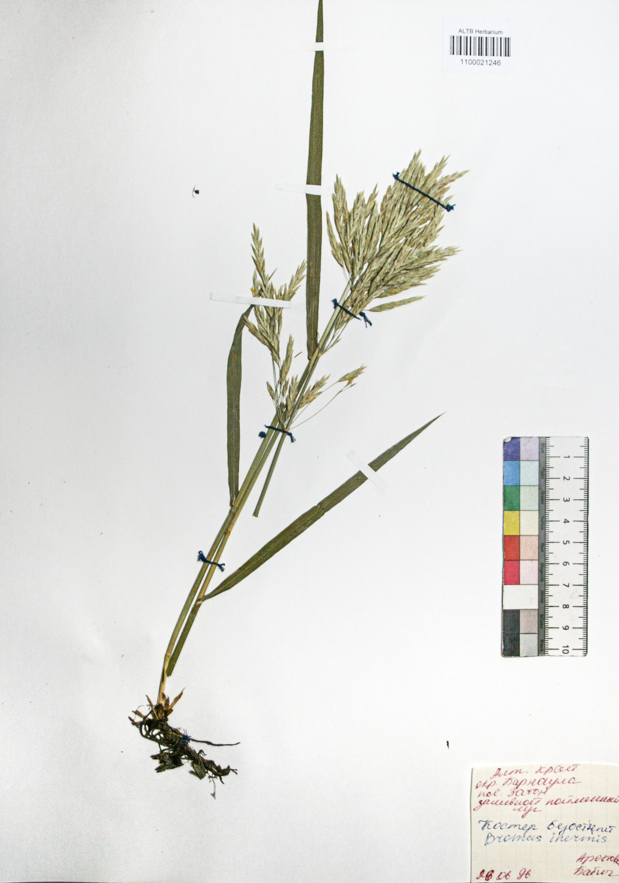 Bromopsis inermis (Leyss.) Holub. 