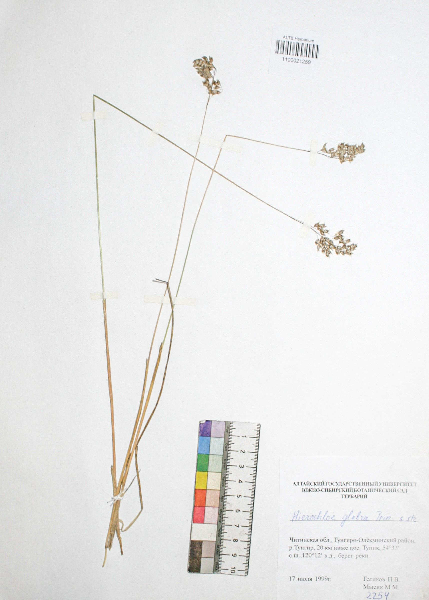 Hierochloe glabra Trin. s. str.