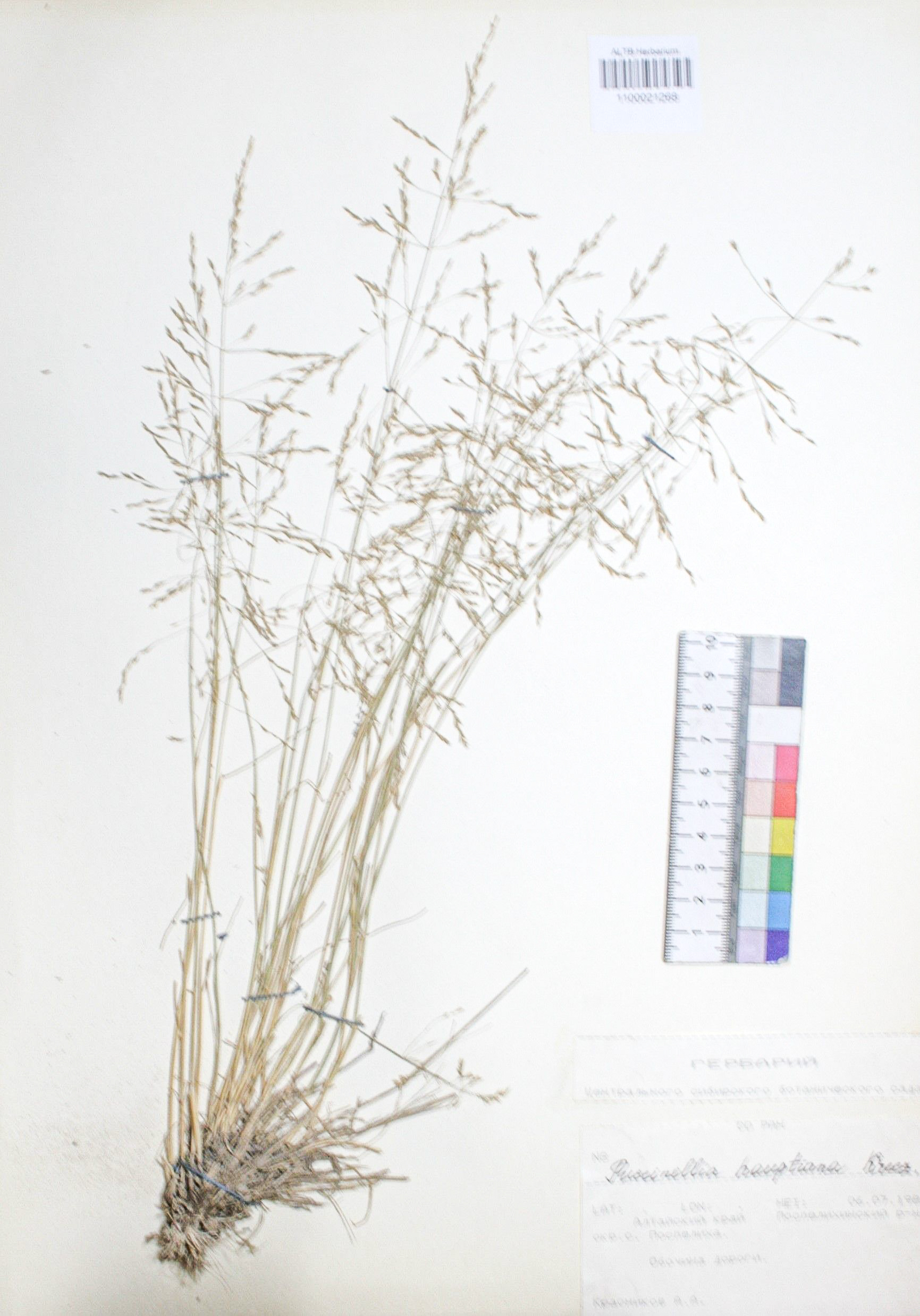 Puccinellia hauptiana (V.I.Krecz.) Kitag.