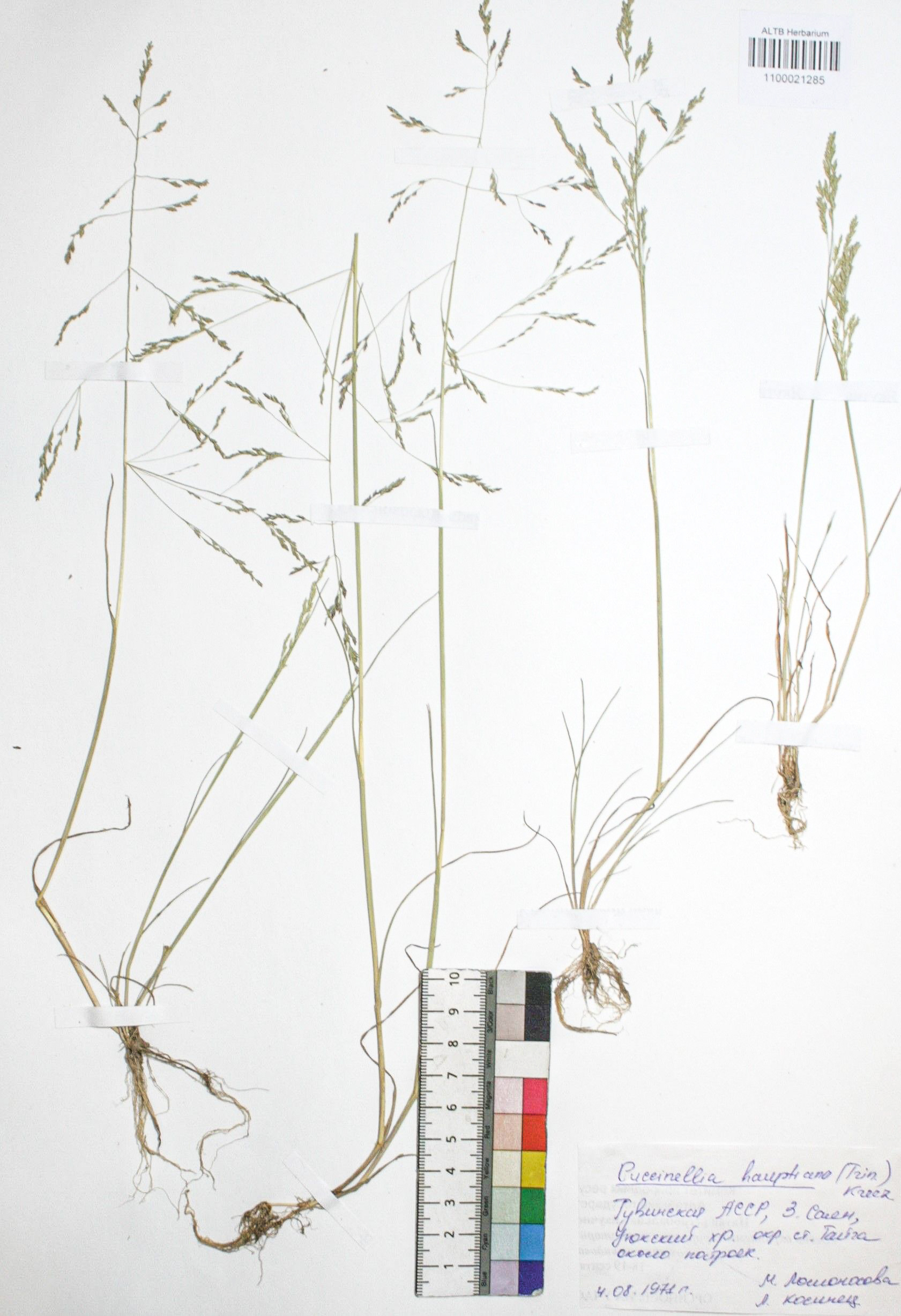Puccinellia hauptiana (V.I.Krecz.) Kitag.