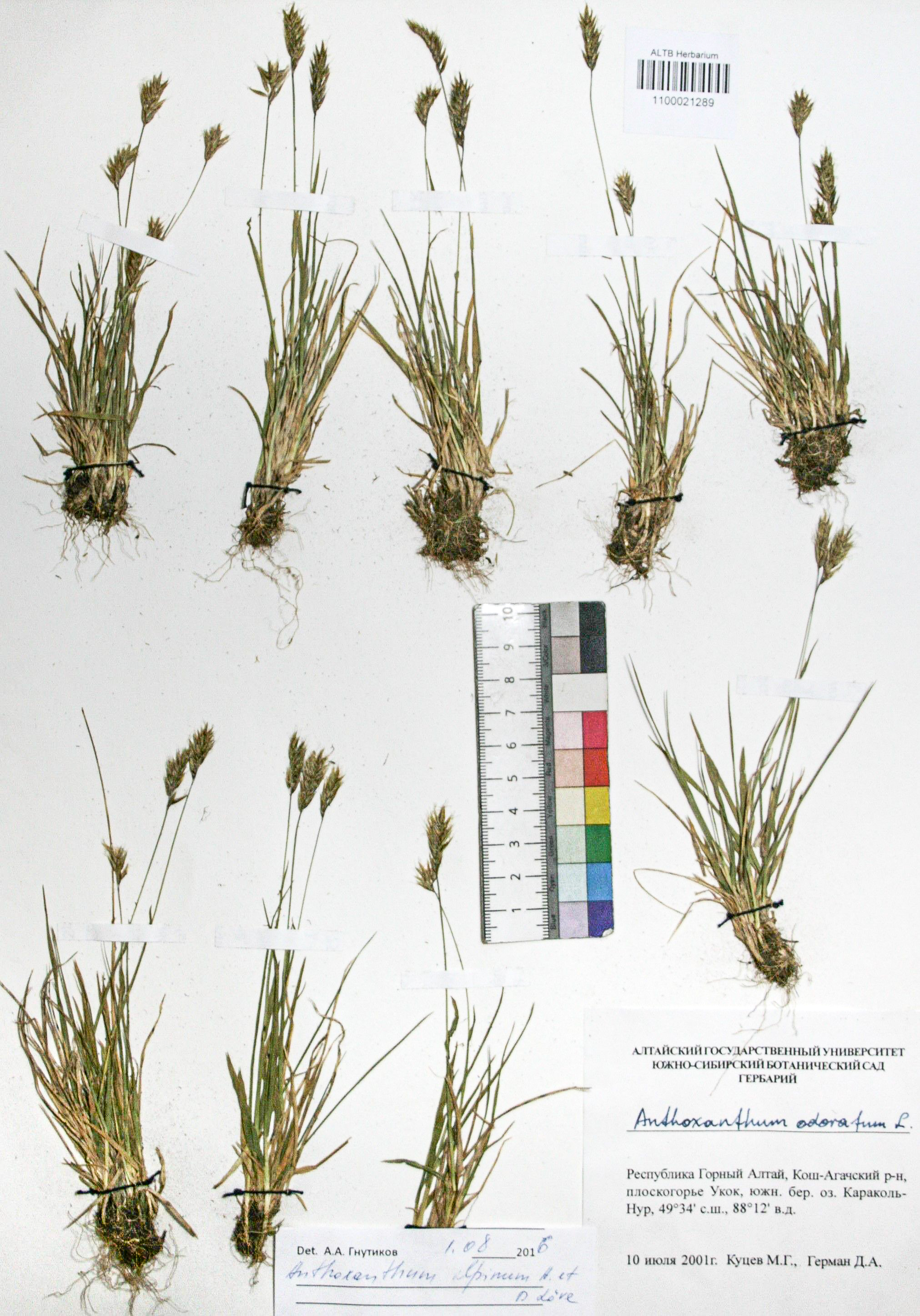 Anthoxanthum alpinum Á. Löve & D. Löve