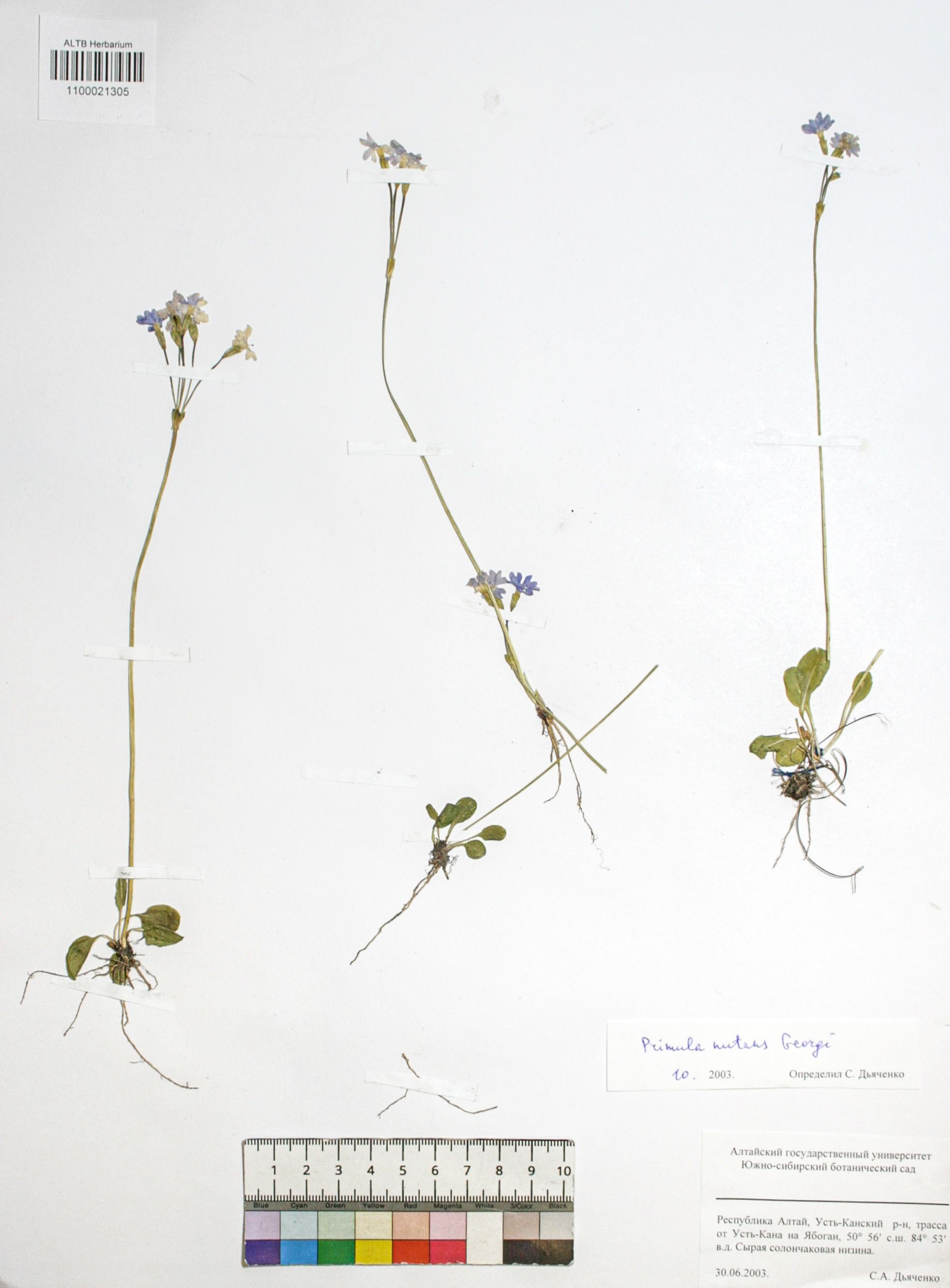 Primula nutans Georgi