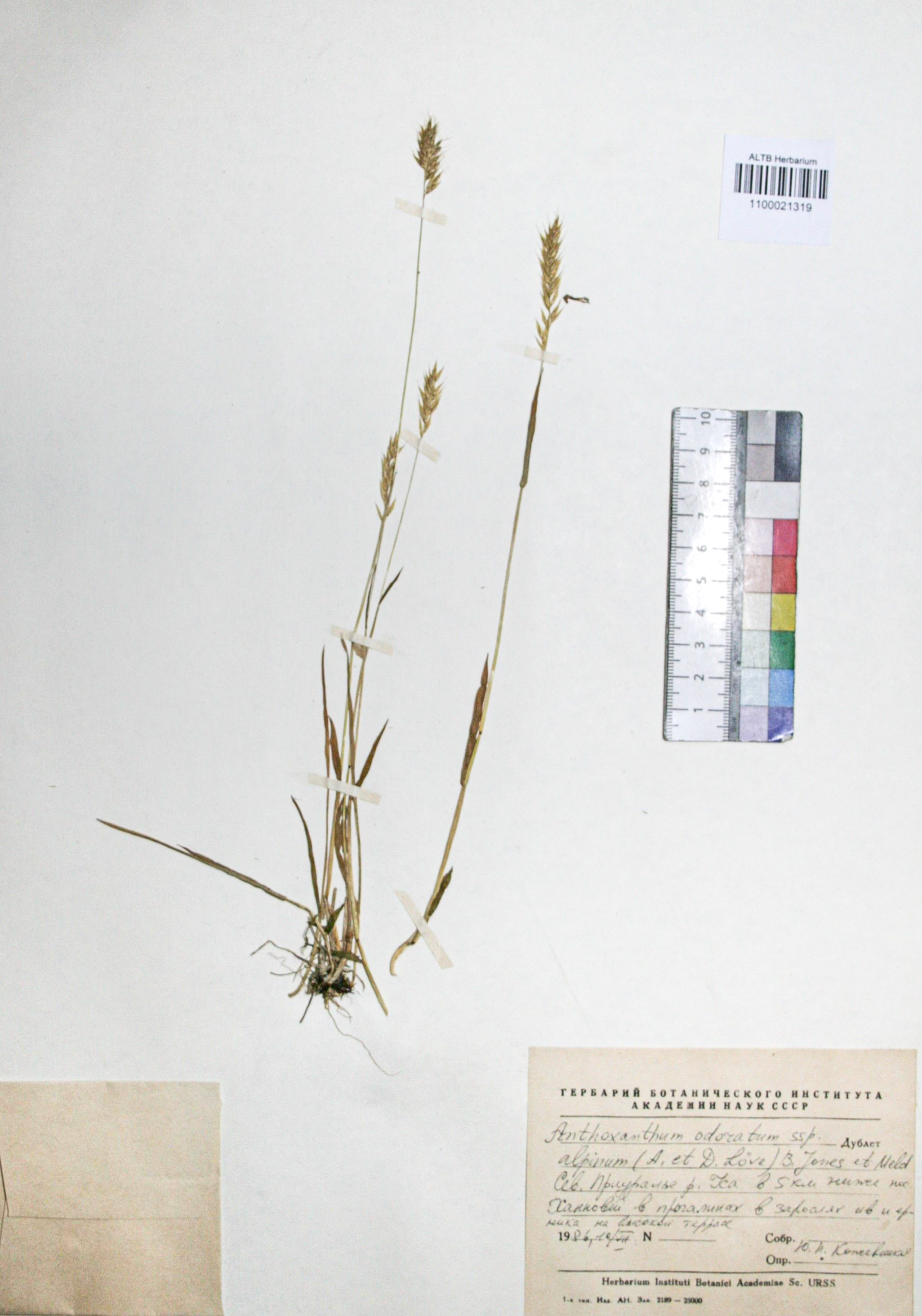 Anthoxanthum odoratum L.