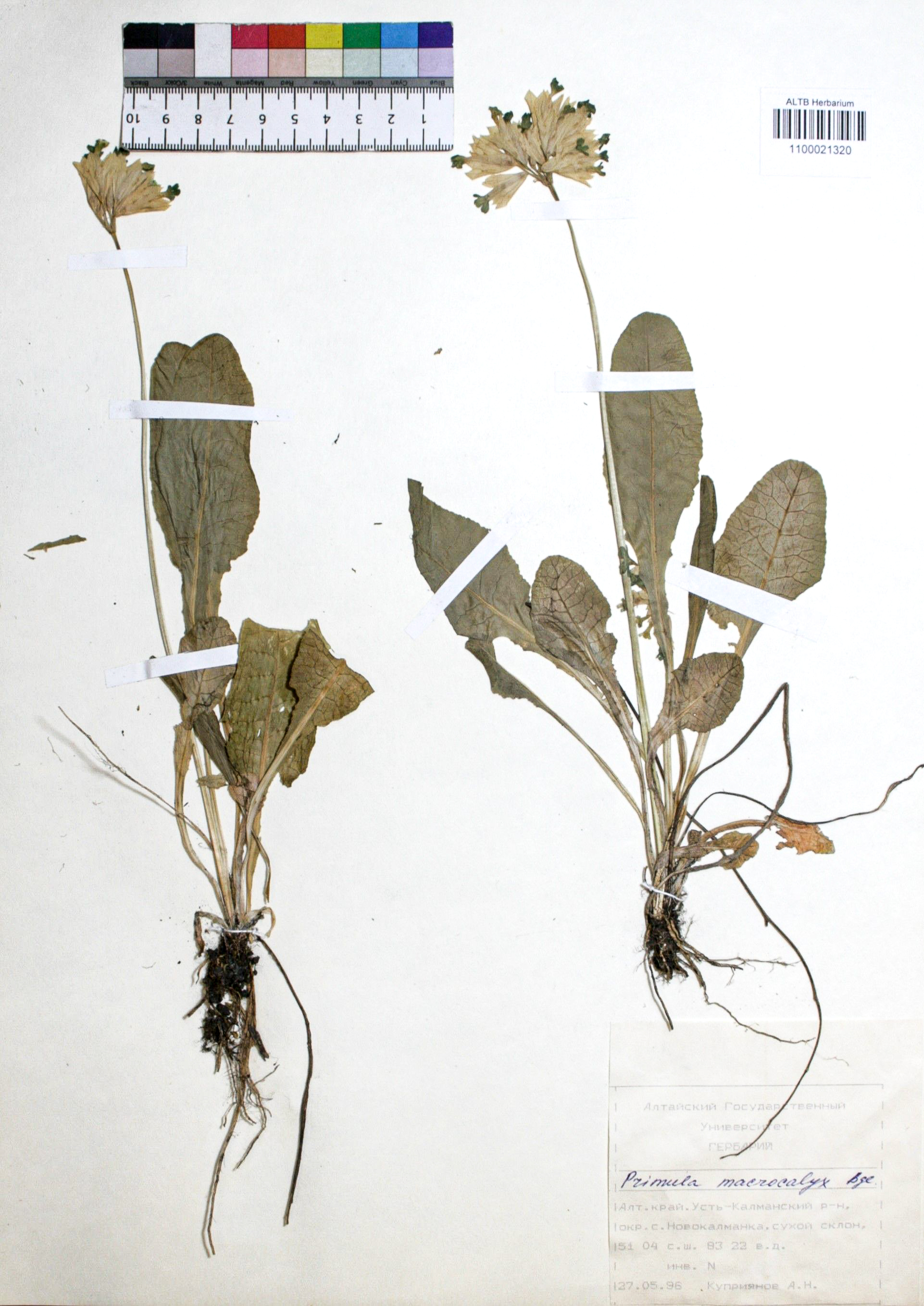 Primula macrocalyx Bunge