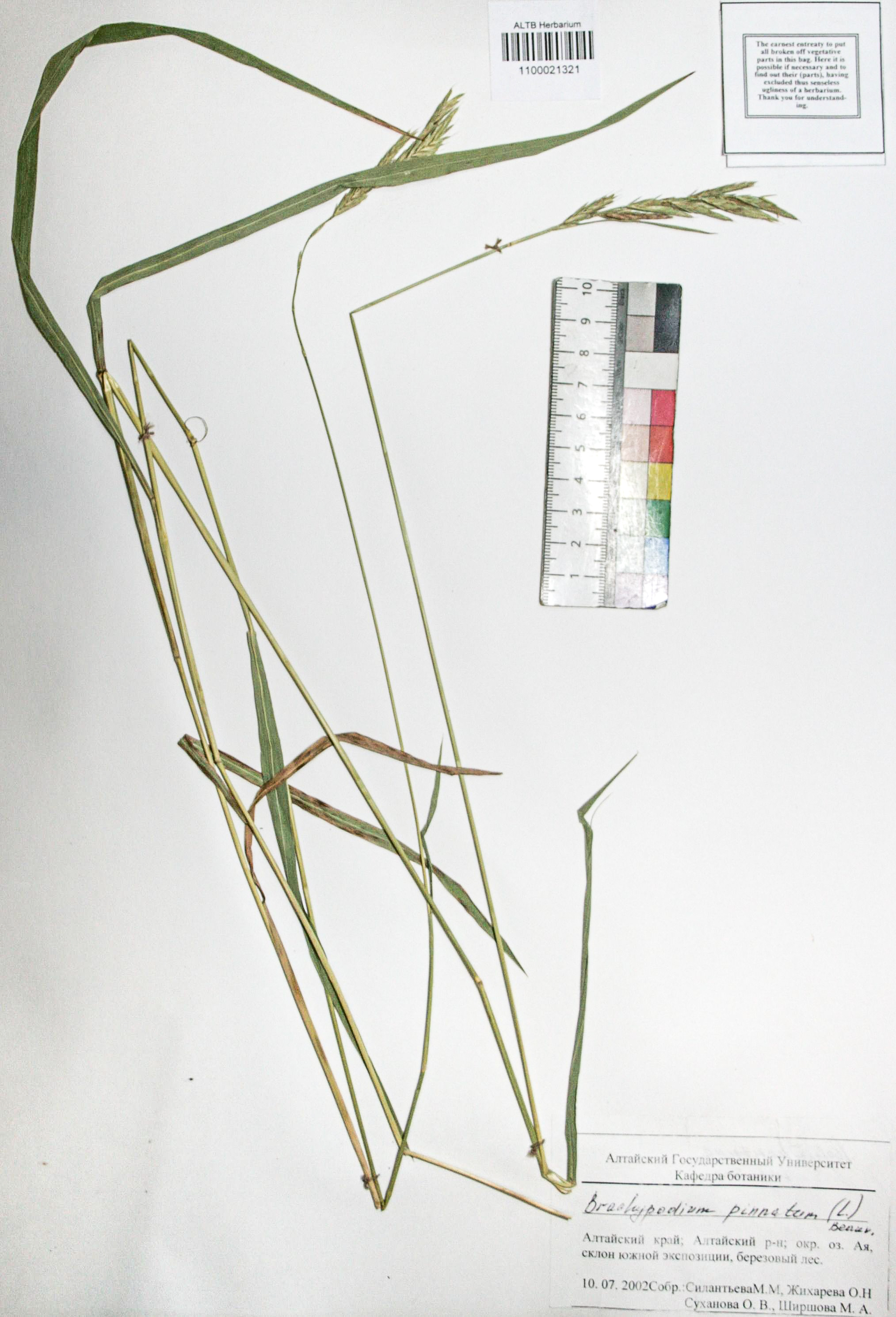 Brachypodium pinnatum (L.) Beauv. 